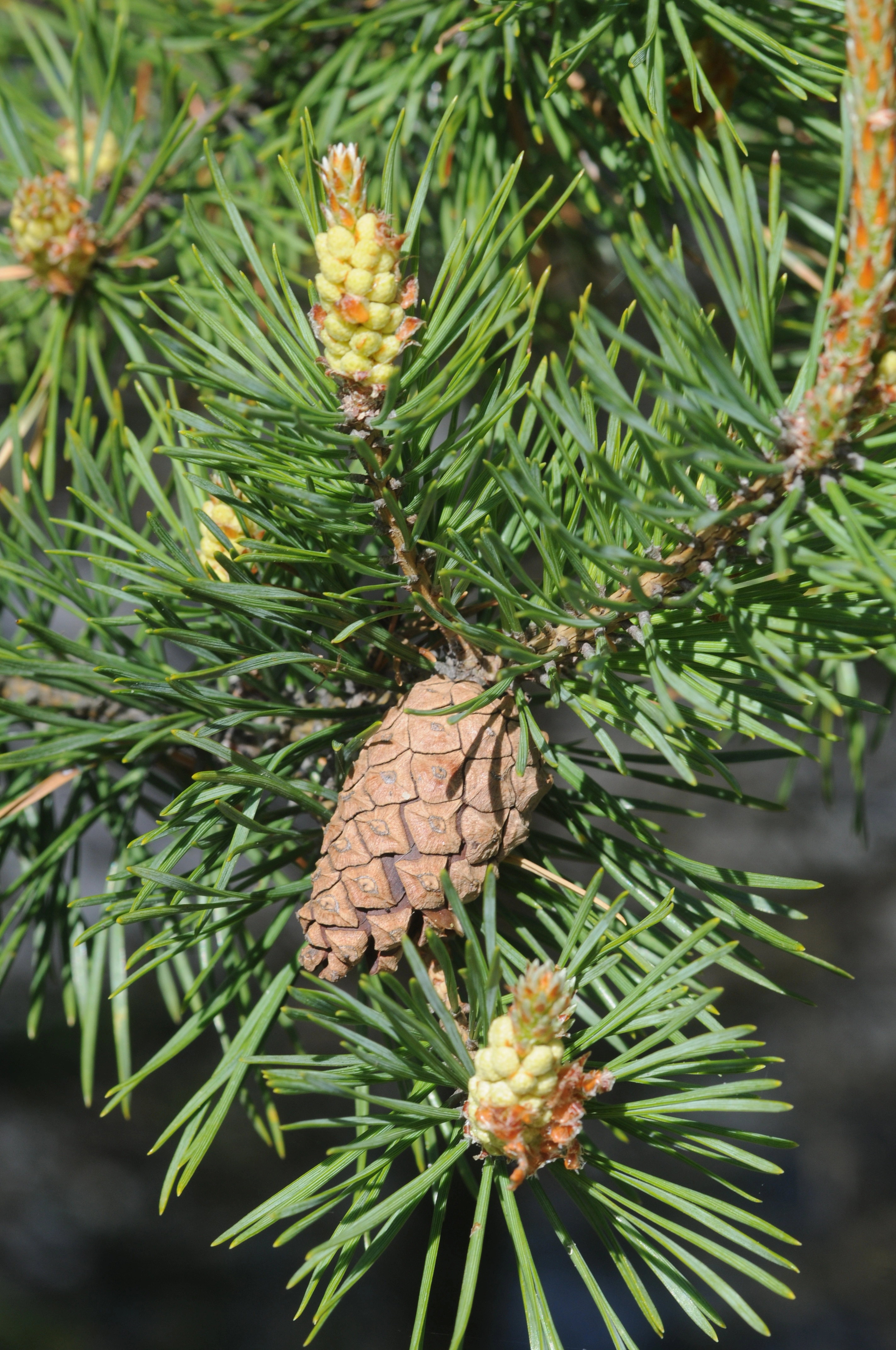 : Pinus sylvestris sylvestris.