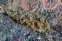 Nakensnegler: Lomanotus marmoratus.