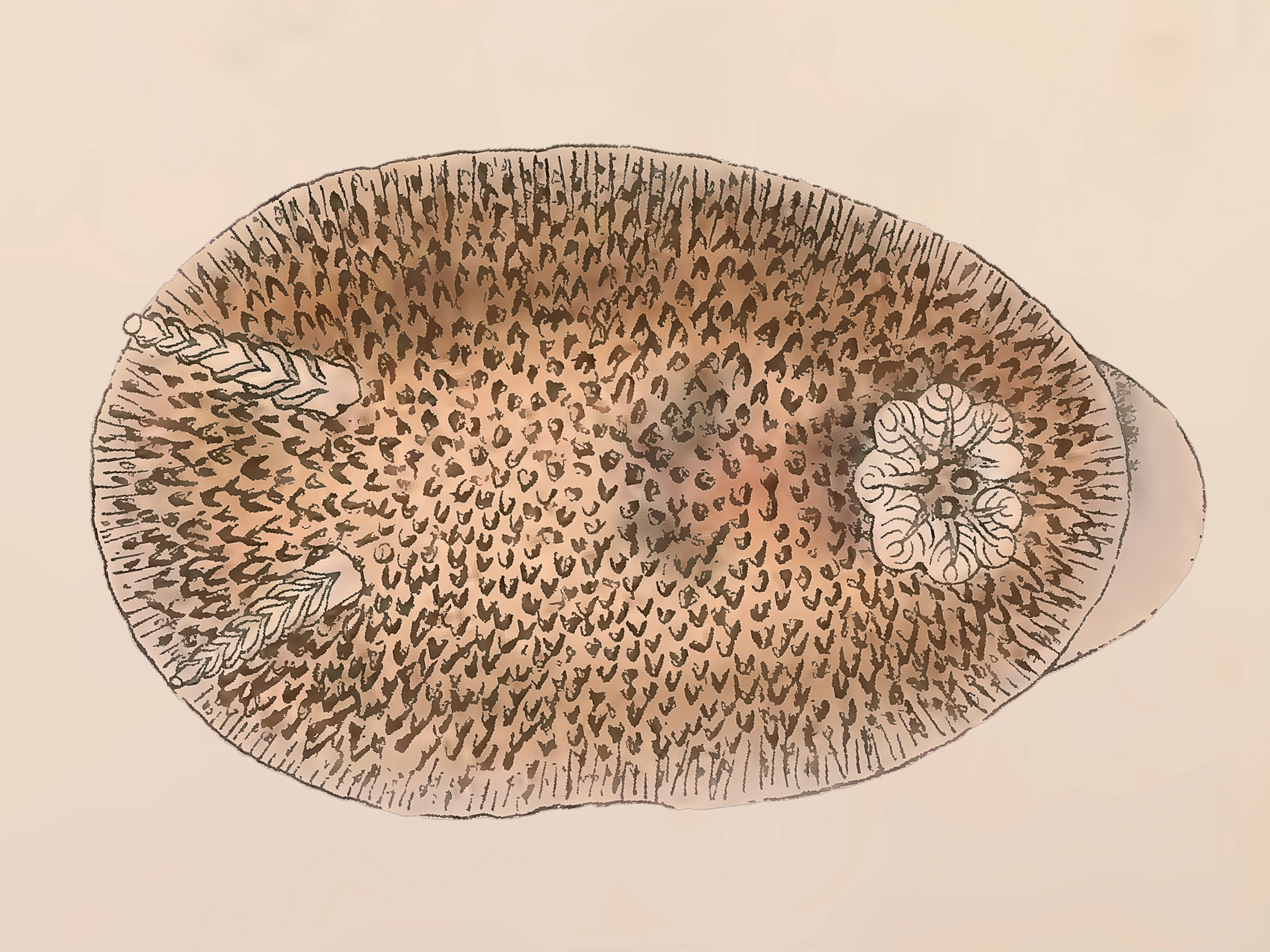 Bløtdyr: Atalodoris pusilla.