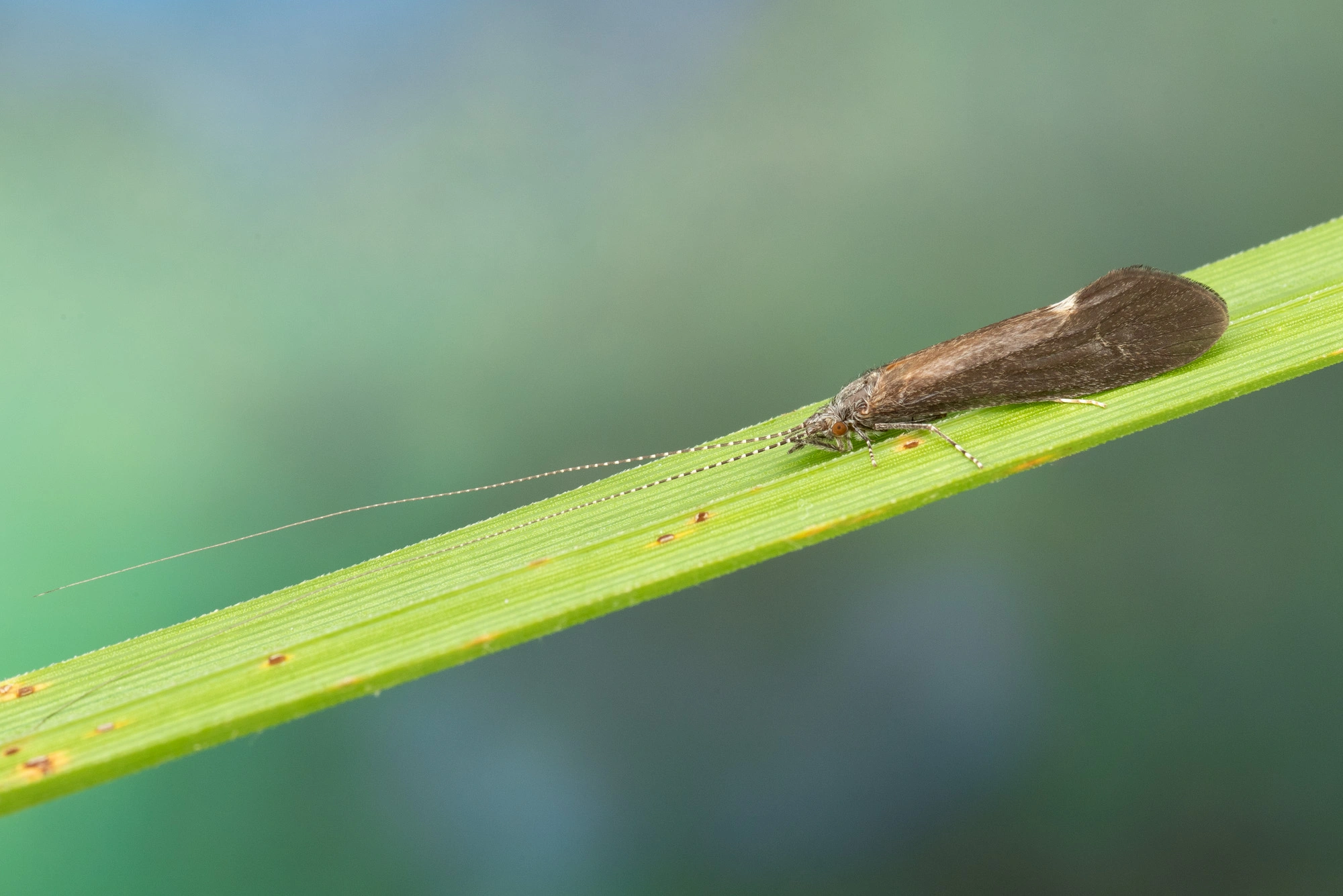 Vårfluer: Ceraclea albimacula.