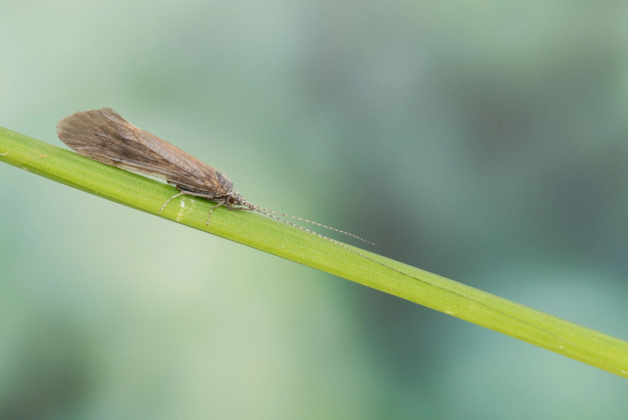 Vårfluer: Ceraclea annulicornis.