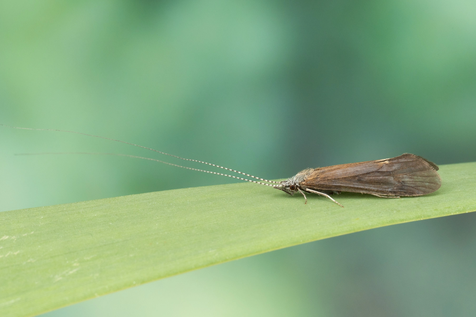 Vårfluer: Ceraclea annulicornis.