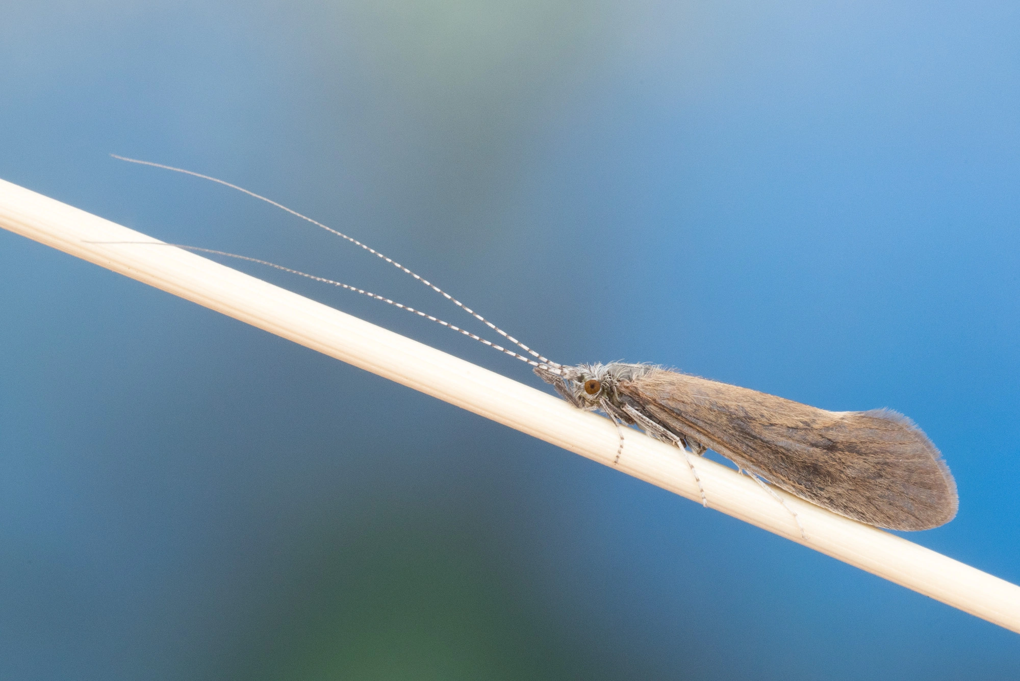 Vårfluer: Ceraclea annulicornis.