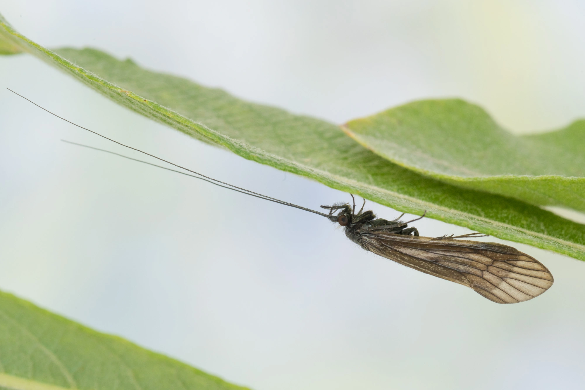 Vårfluer: Ceraclea nigronervosa.