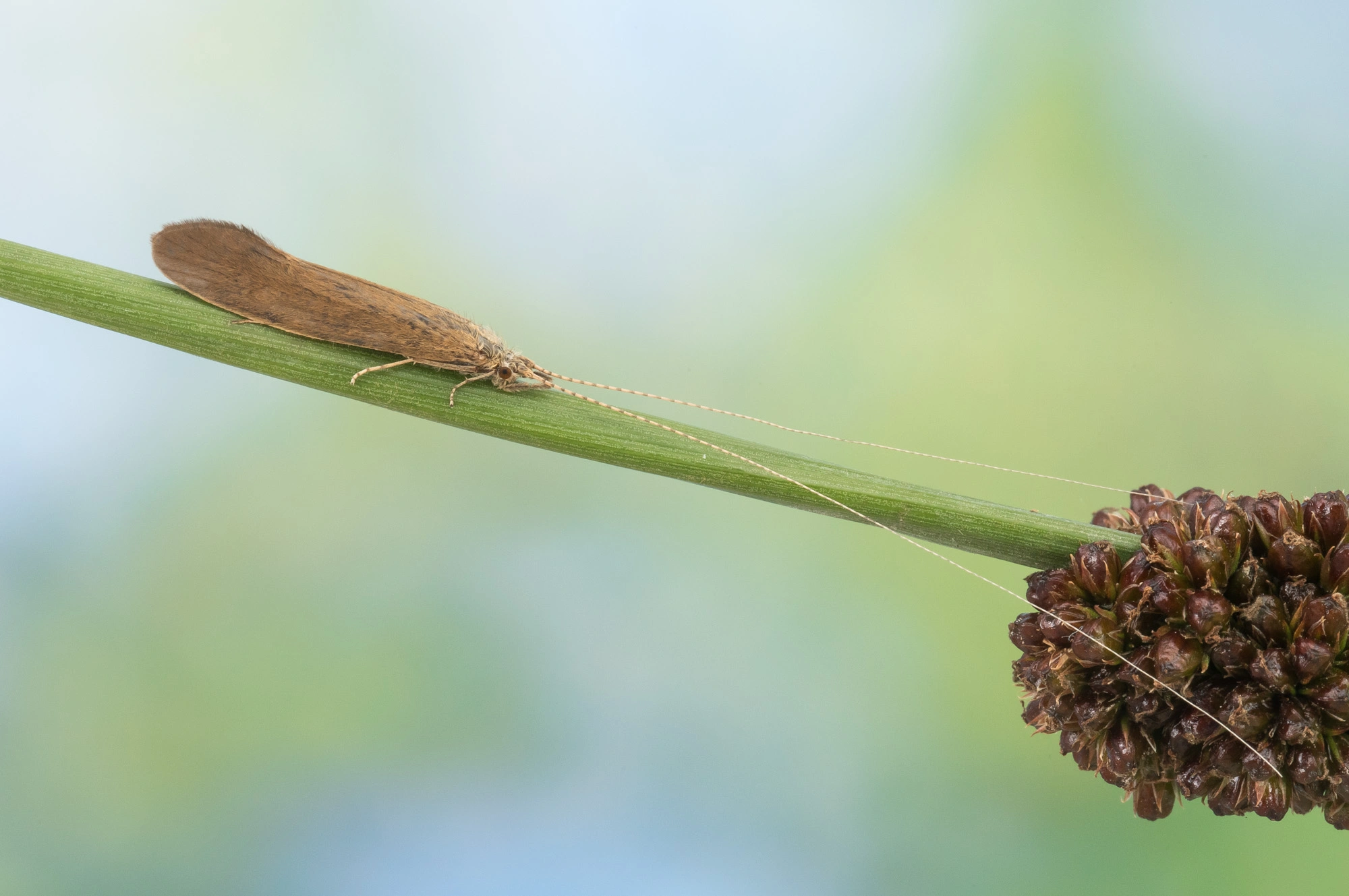 Vårfluer: Ceraclea senilis.