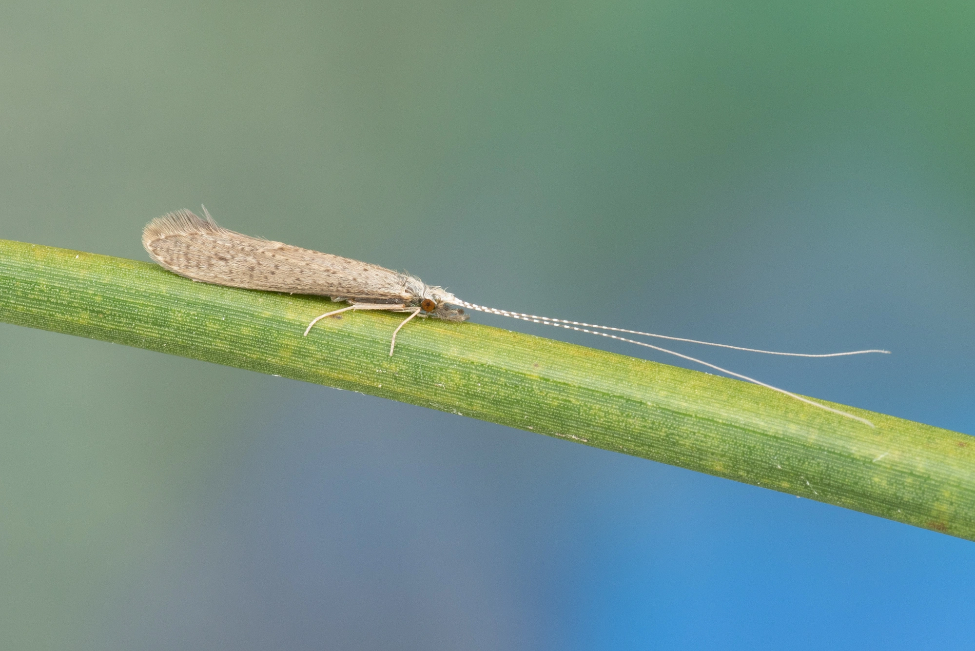 Vårfluer: Leptocerus tineiformis.