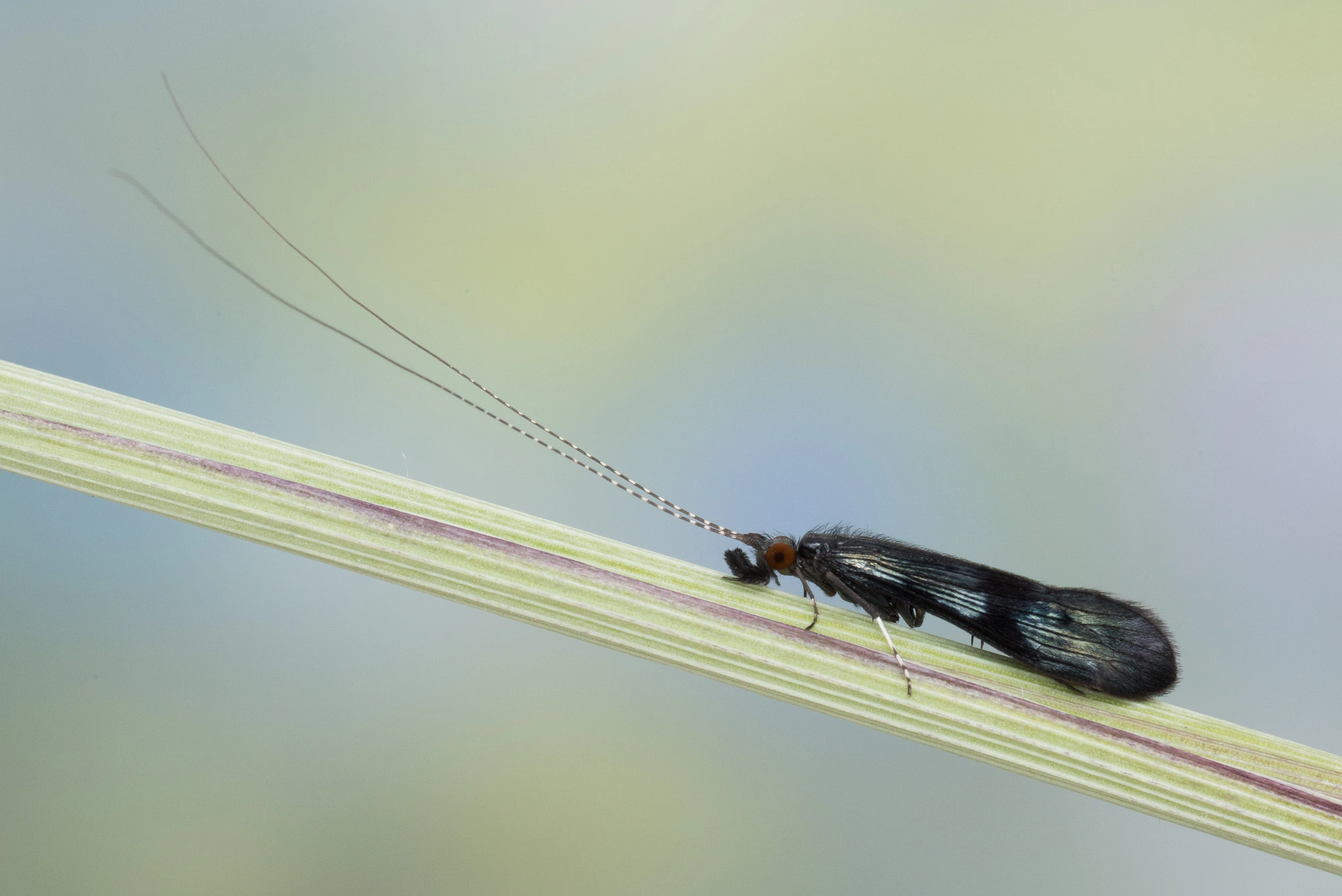 Vårfluer: Mystacides azurea.