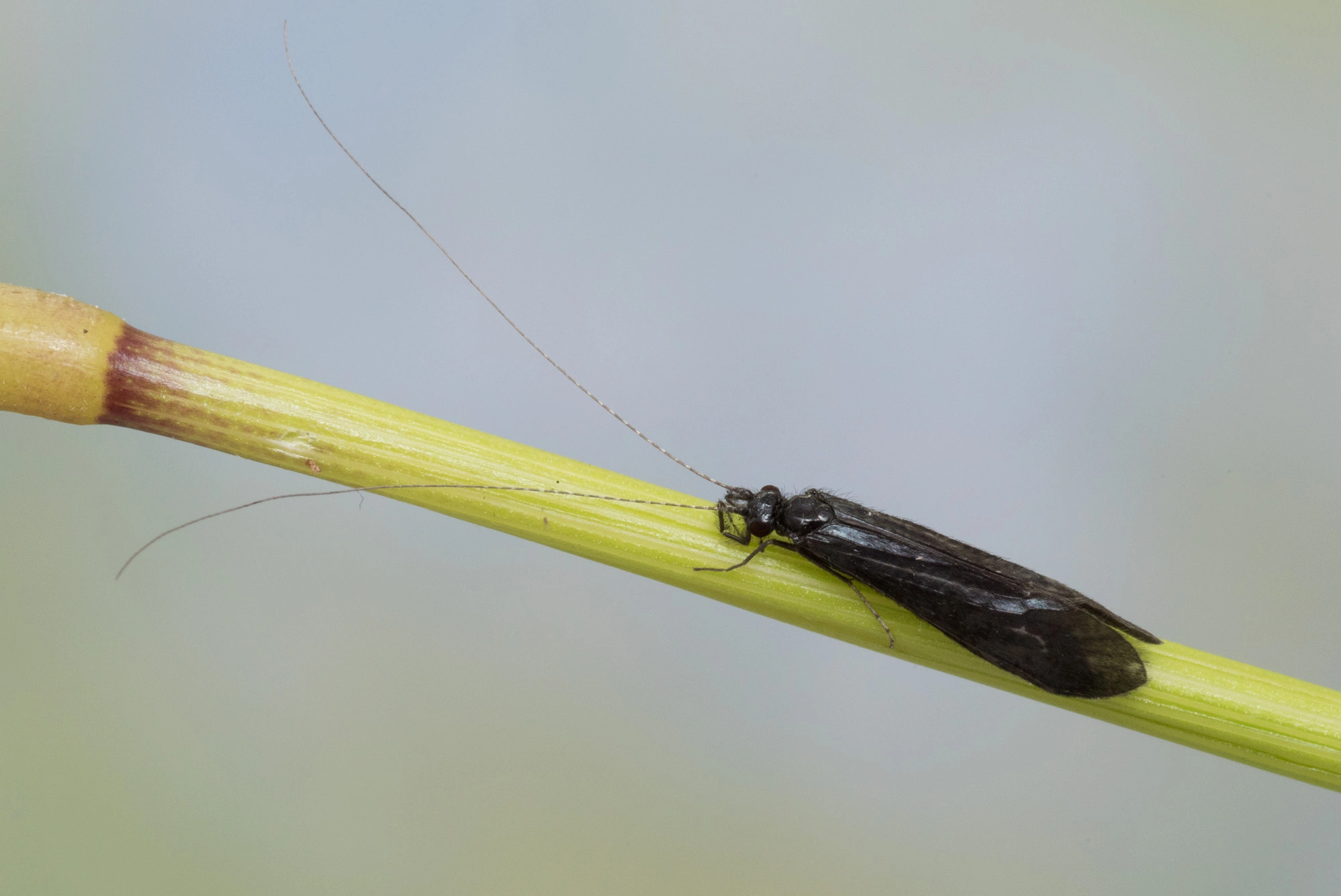 Vårfluer: Mystacides nigra.