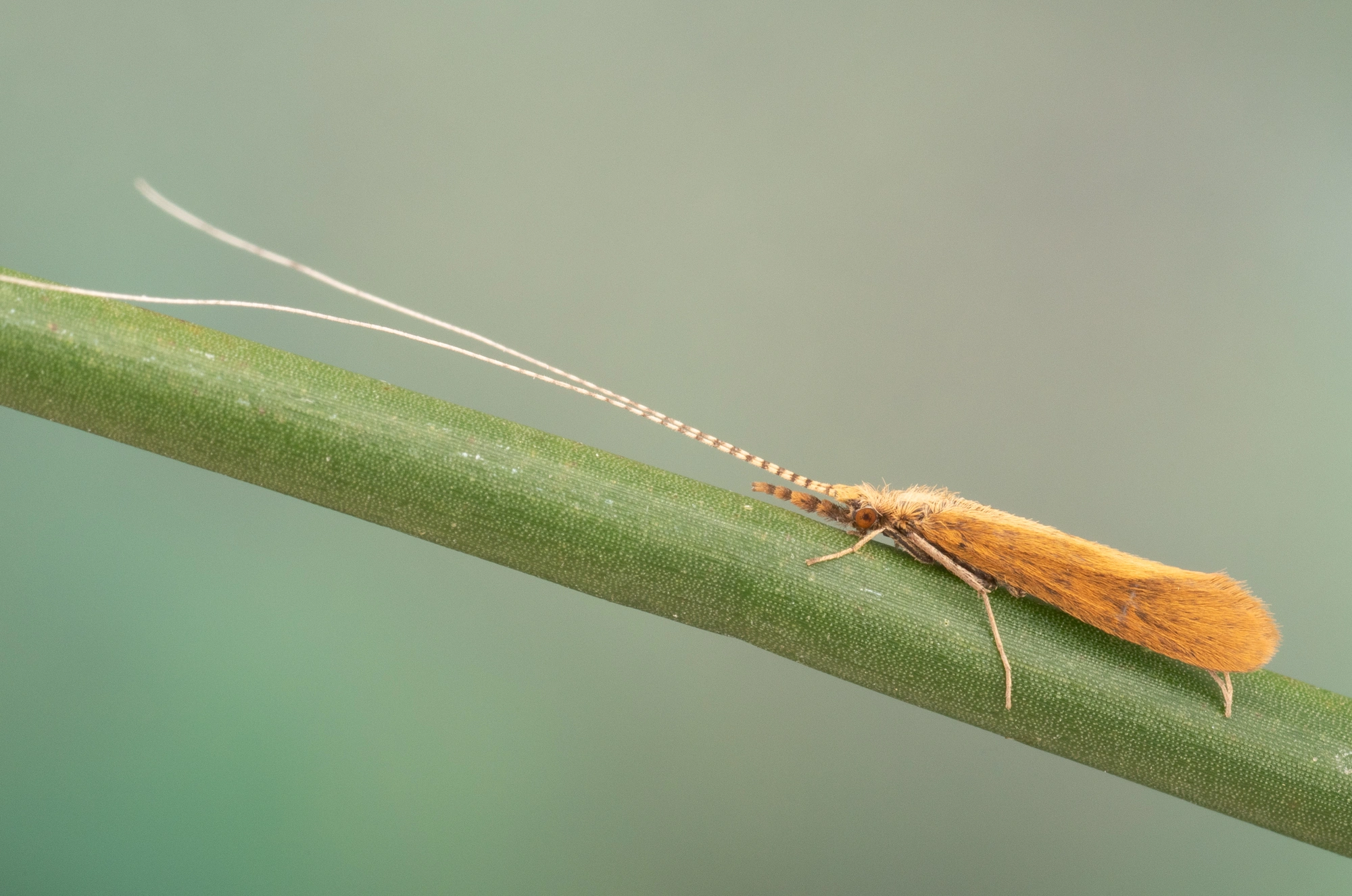 Vårfluer: Triaenodes bicolor.