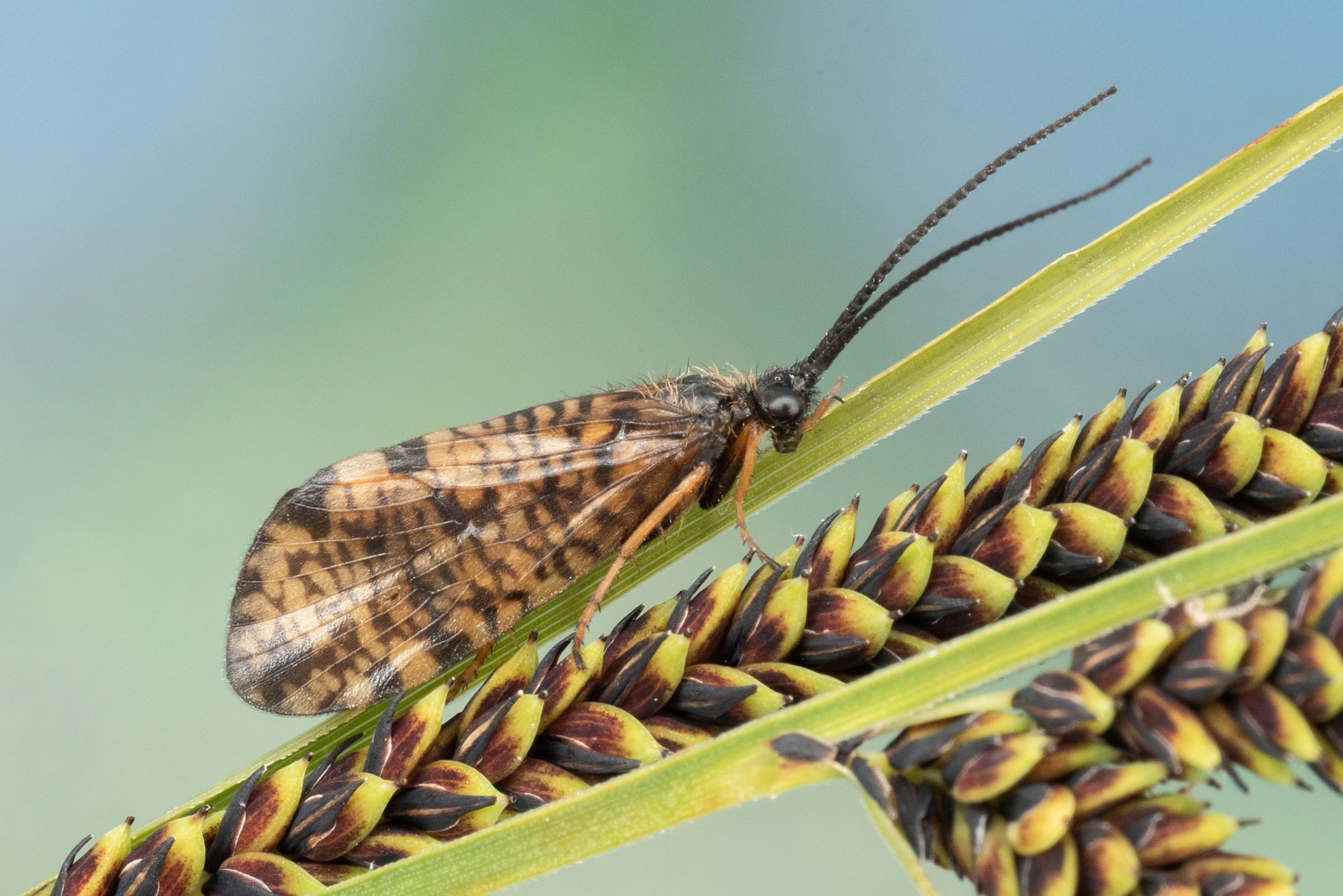 Vårfluer: Hagenella clathrata.