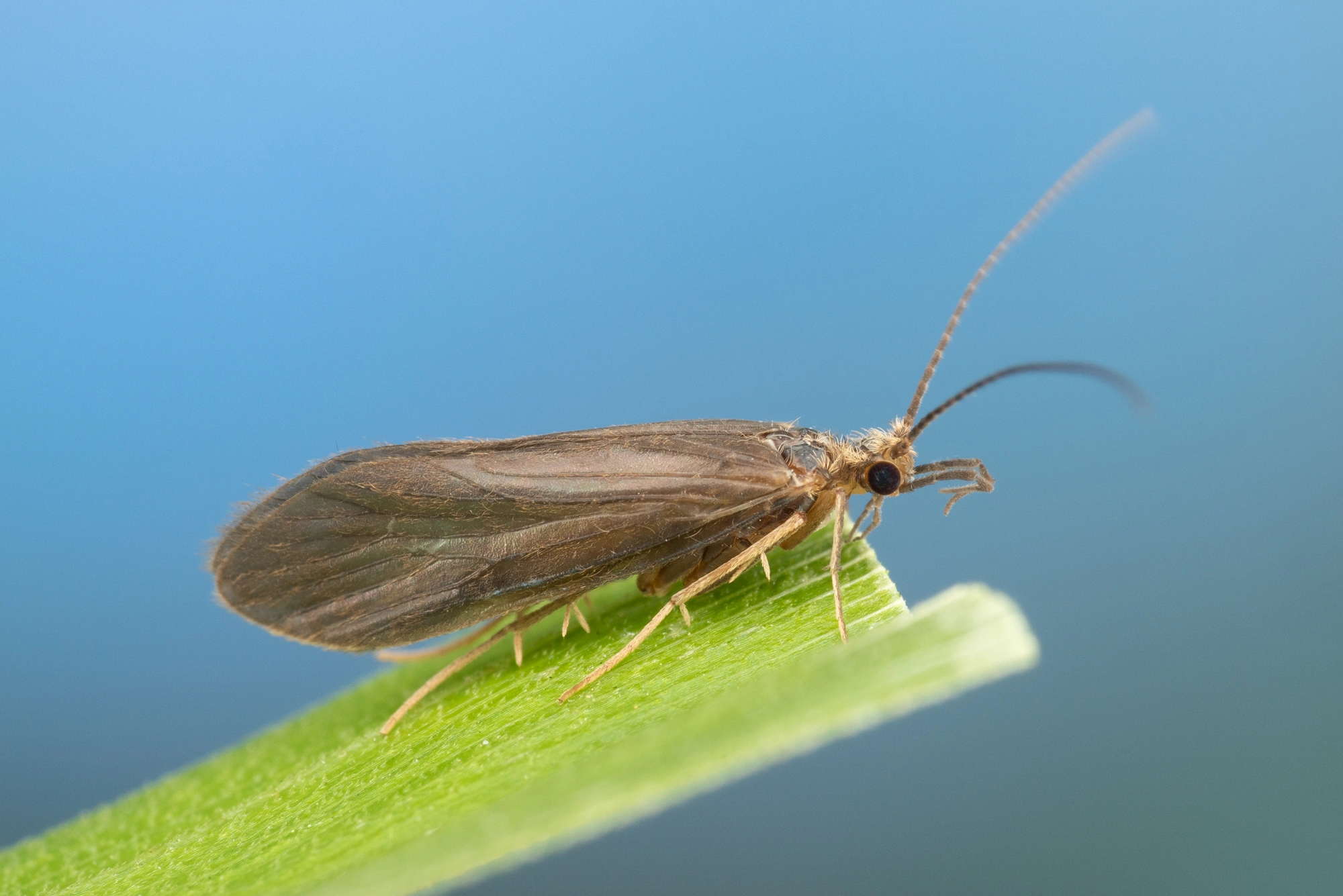 : Tinodes pallidulus.