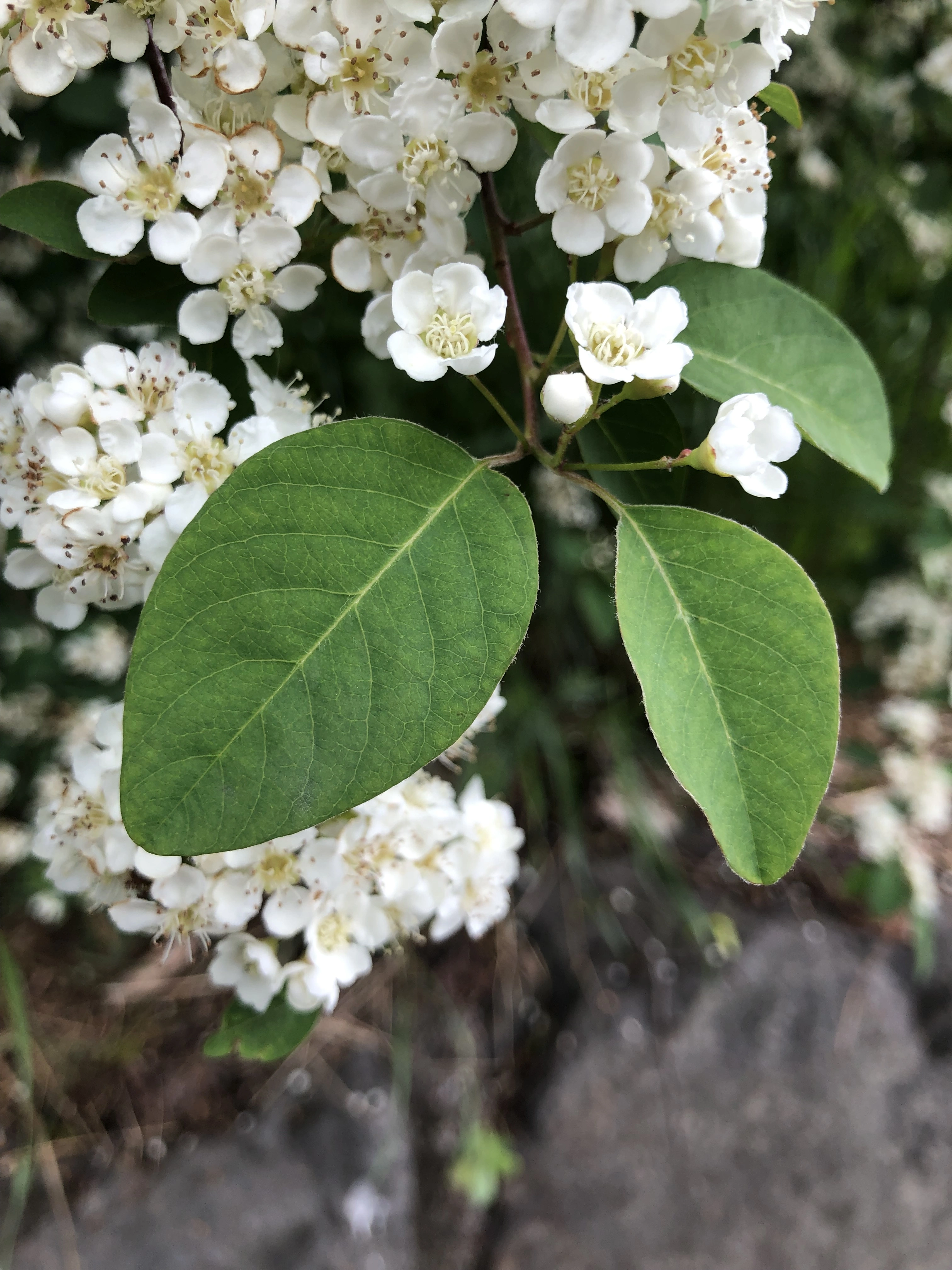 Blomstermispel.