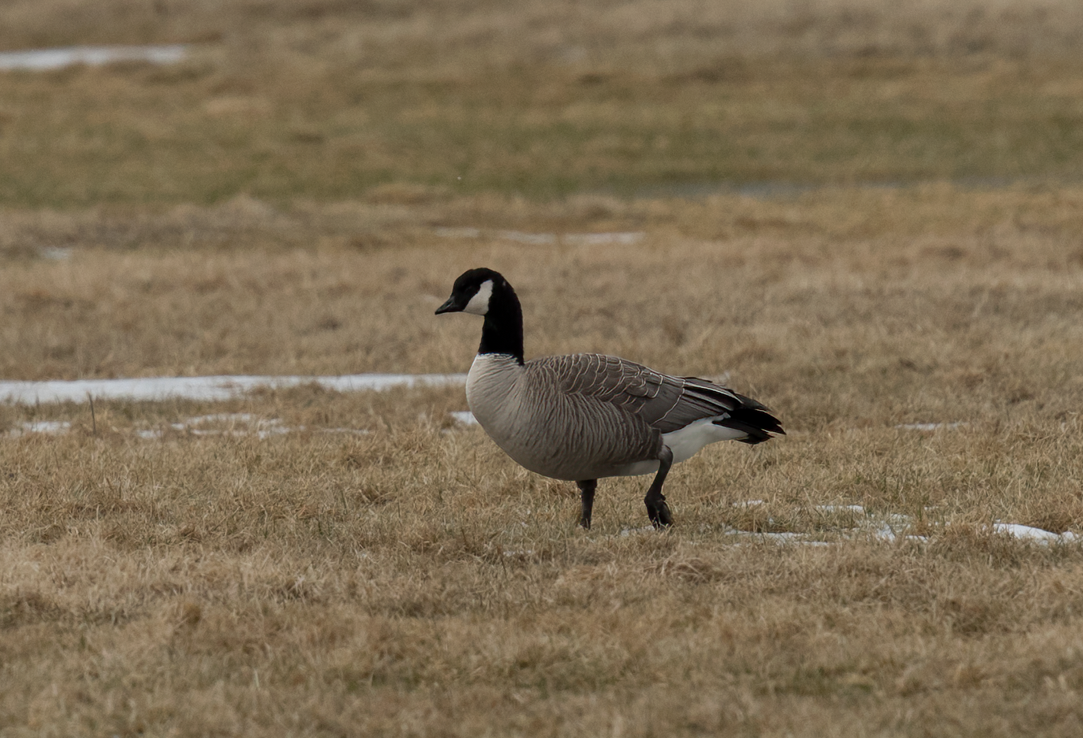 Polargås: Branta hutchinsii hutchinsii.