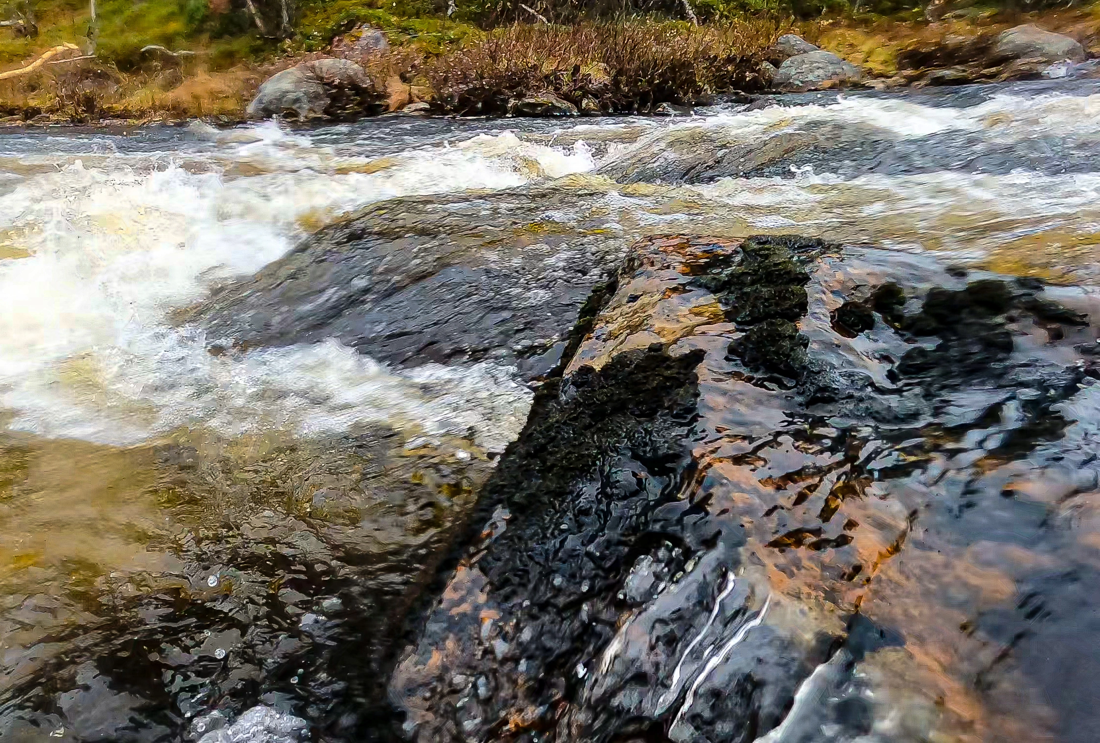 O1-C-10 Kalkfattig fastbunn i humøs elv med stryk. O1 Fast elvebunn.