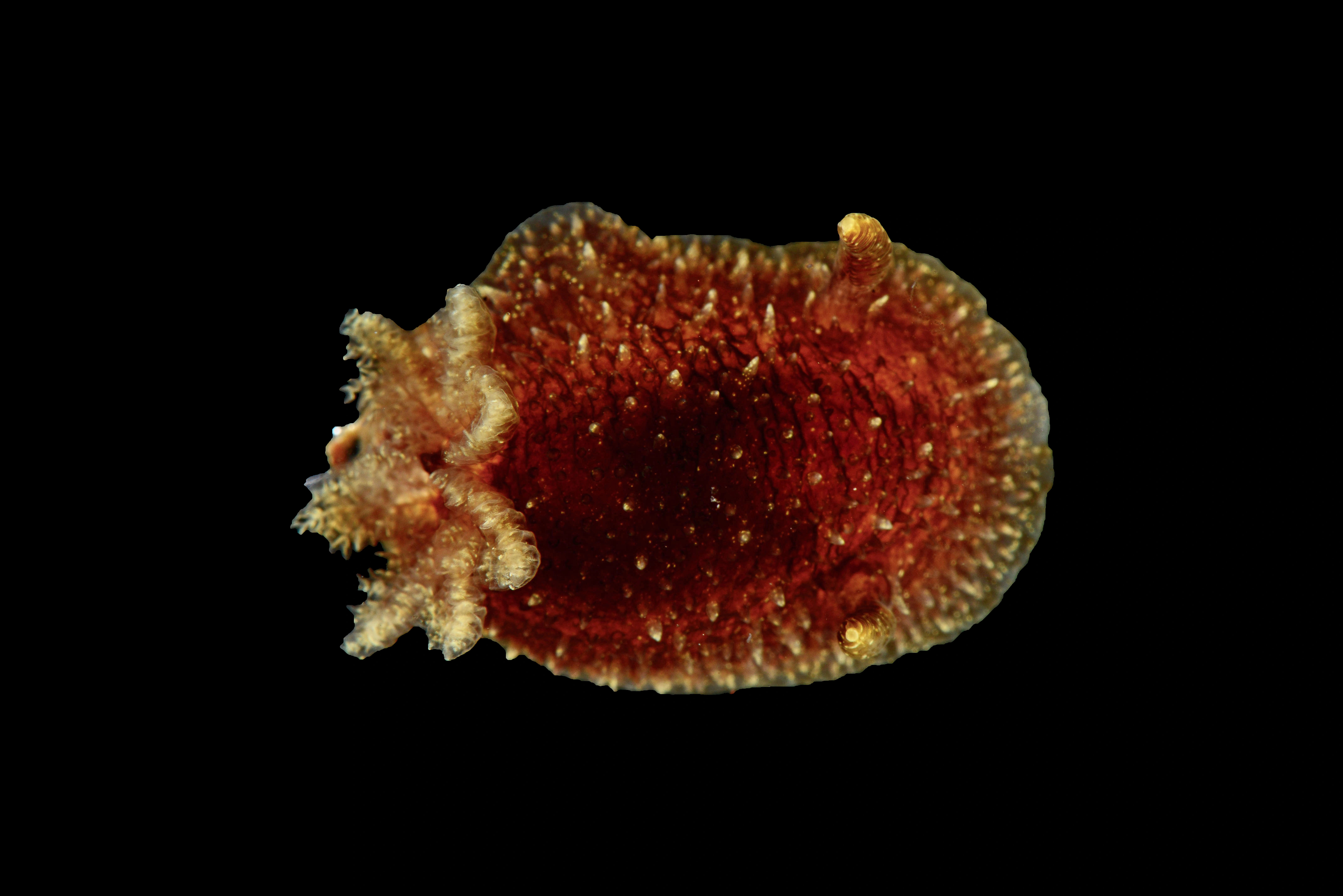 Nakensnegler: Acanthodoris pilosa.