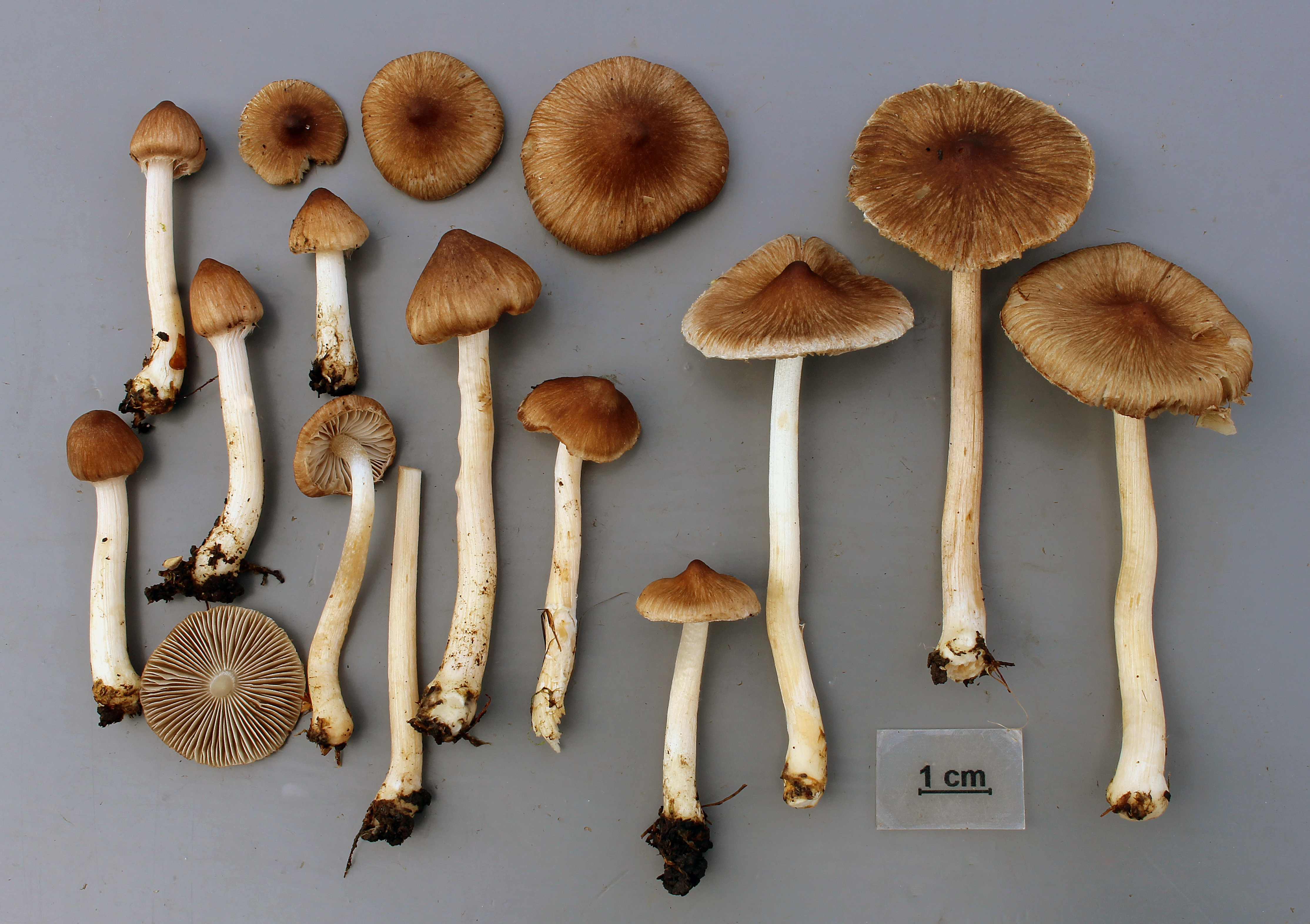 Stilksporesopper: Inocybe virgatula.