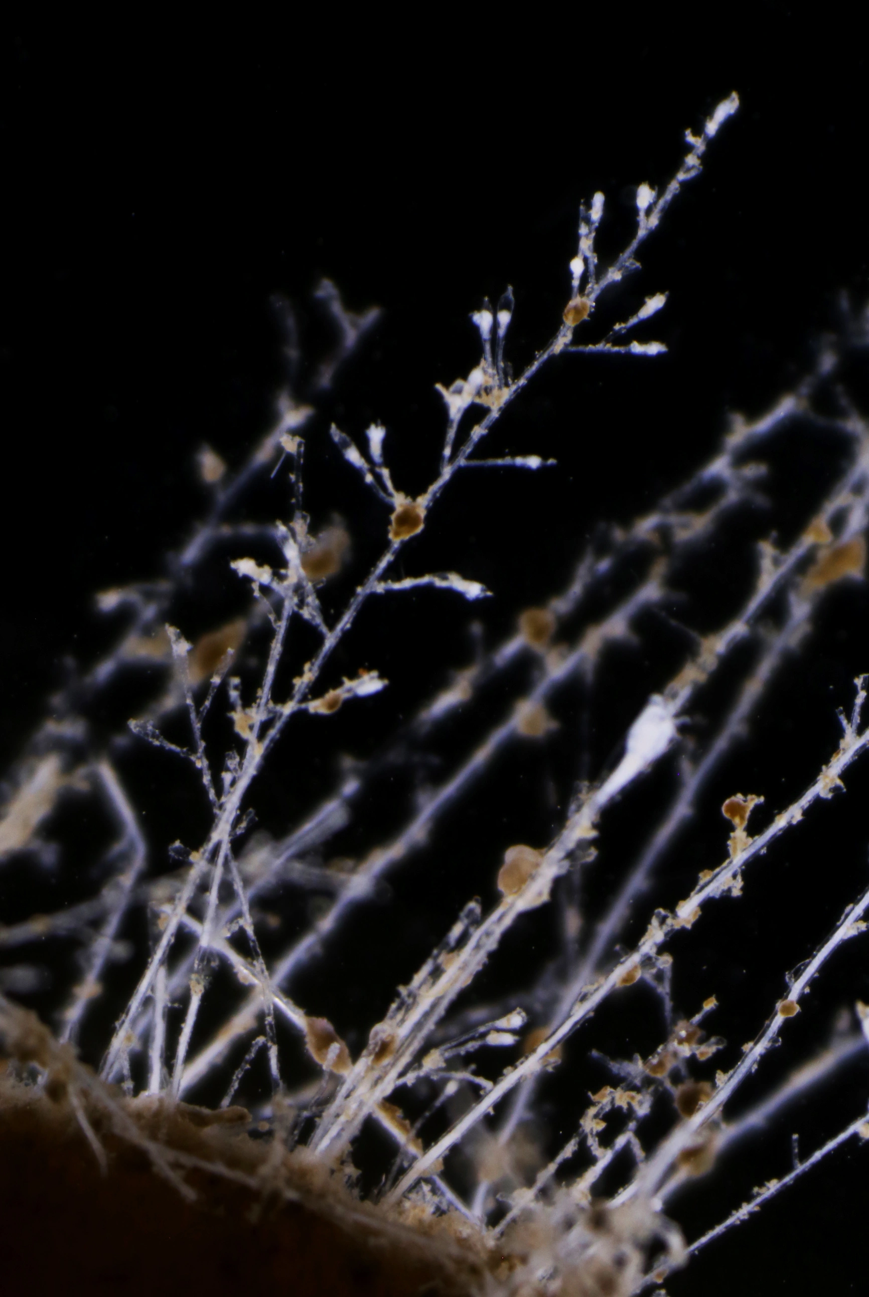 Hydrozoer: Earleria panicula.