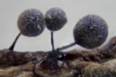 Slimsopper: Lamproderma pseudomaculatum.