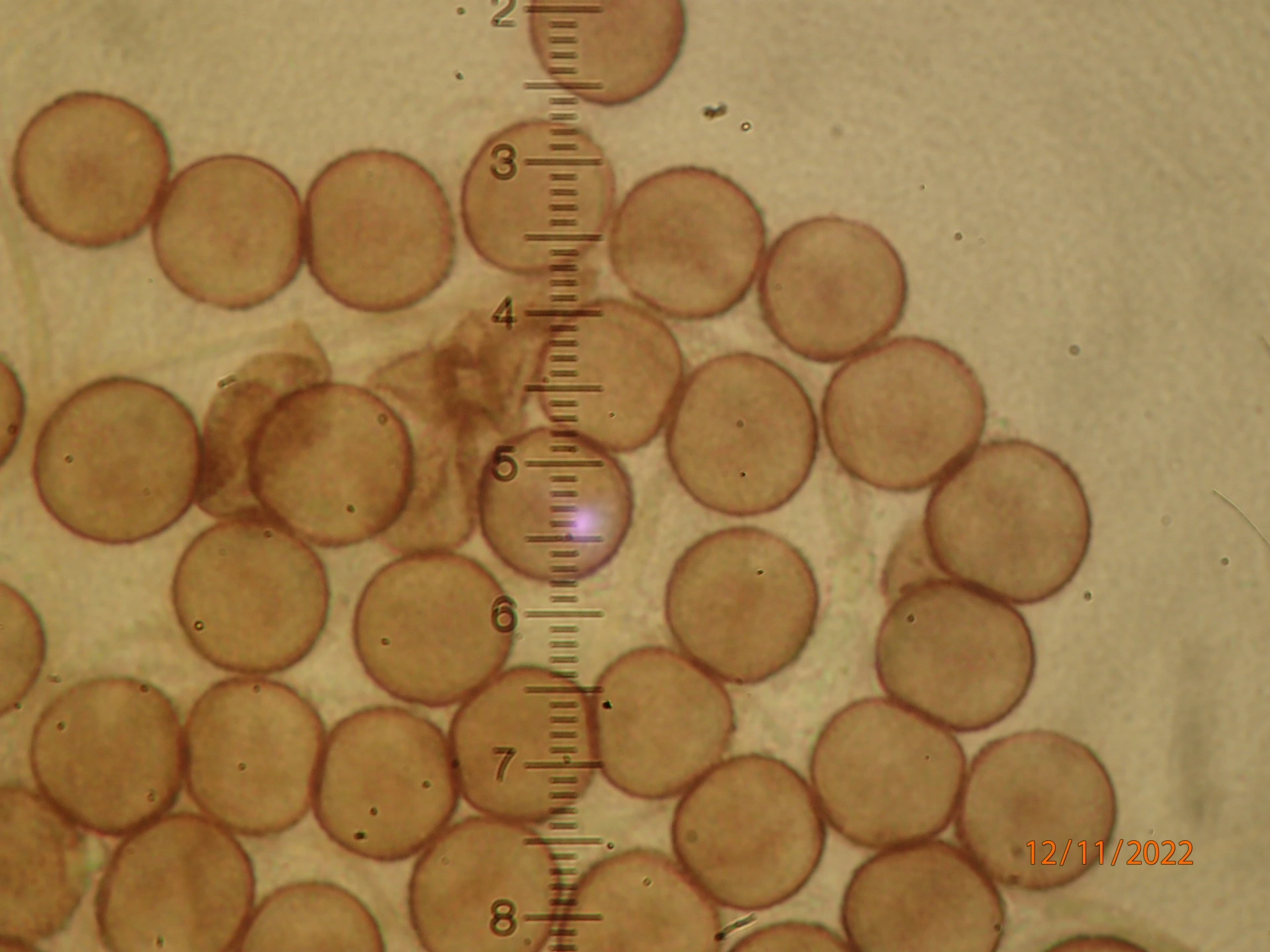 Slimsopper: Lamproderma violaceum.