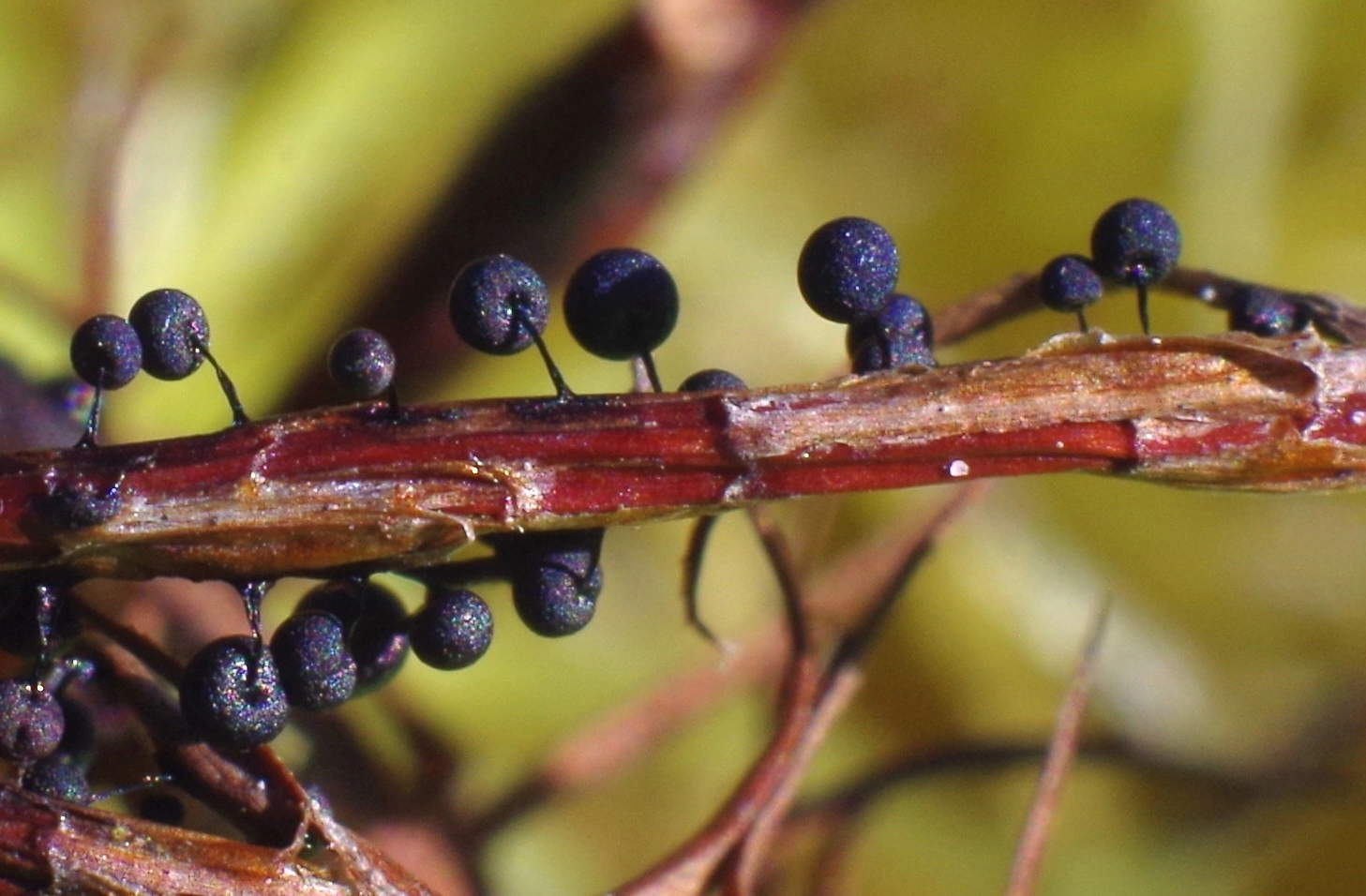 Haglslim: Lamproderma nigrescens.