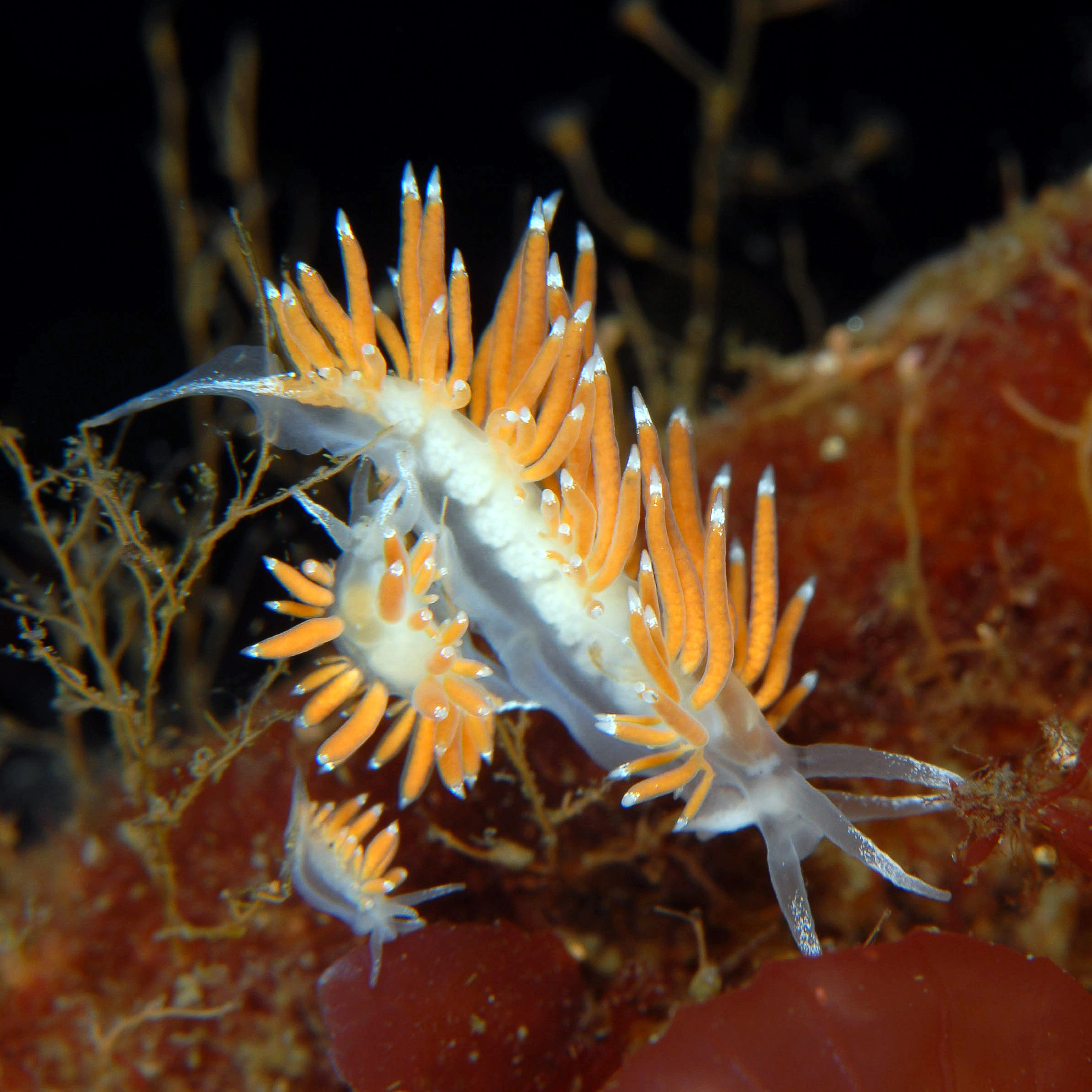 Nakensnegler: Coryphella gracilis.