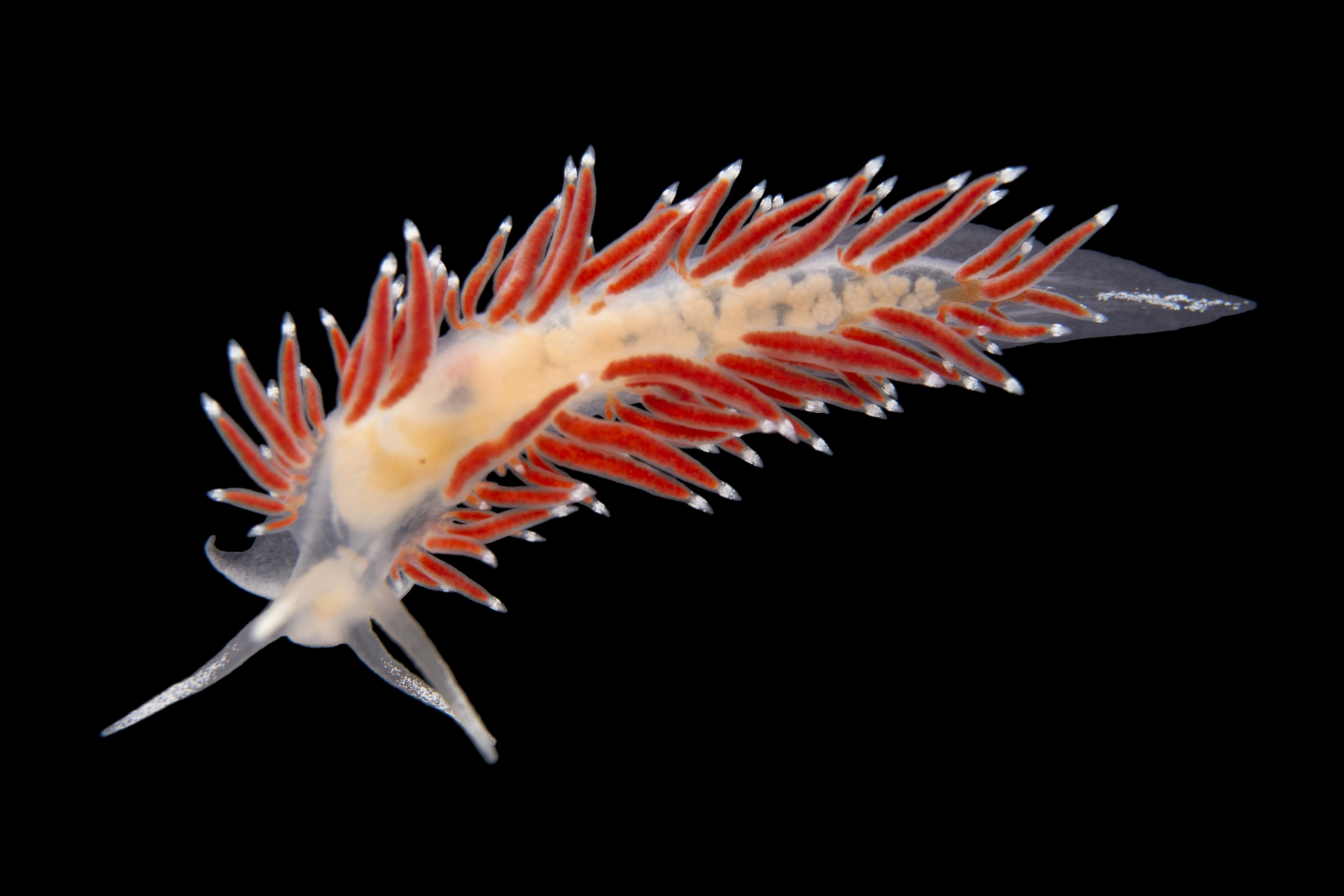 Bløtdyr: Coryphella gracilis.