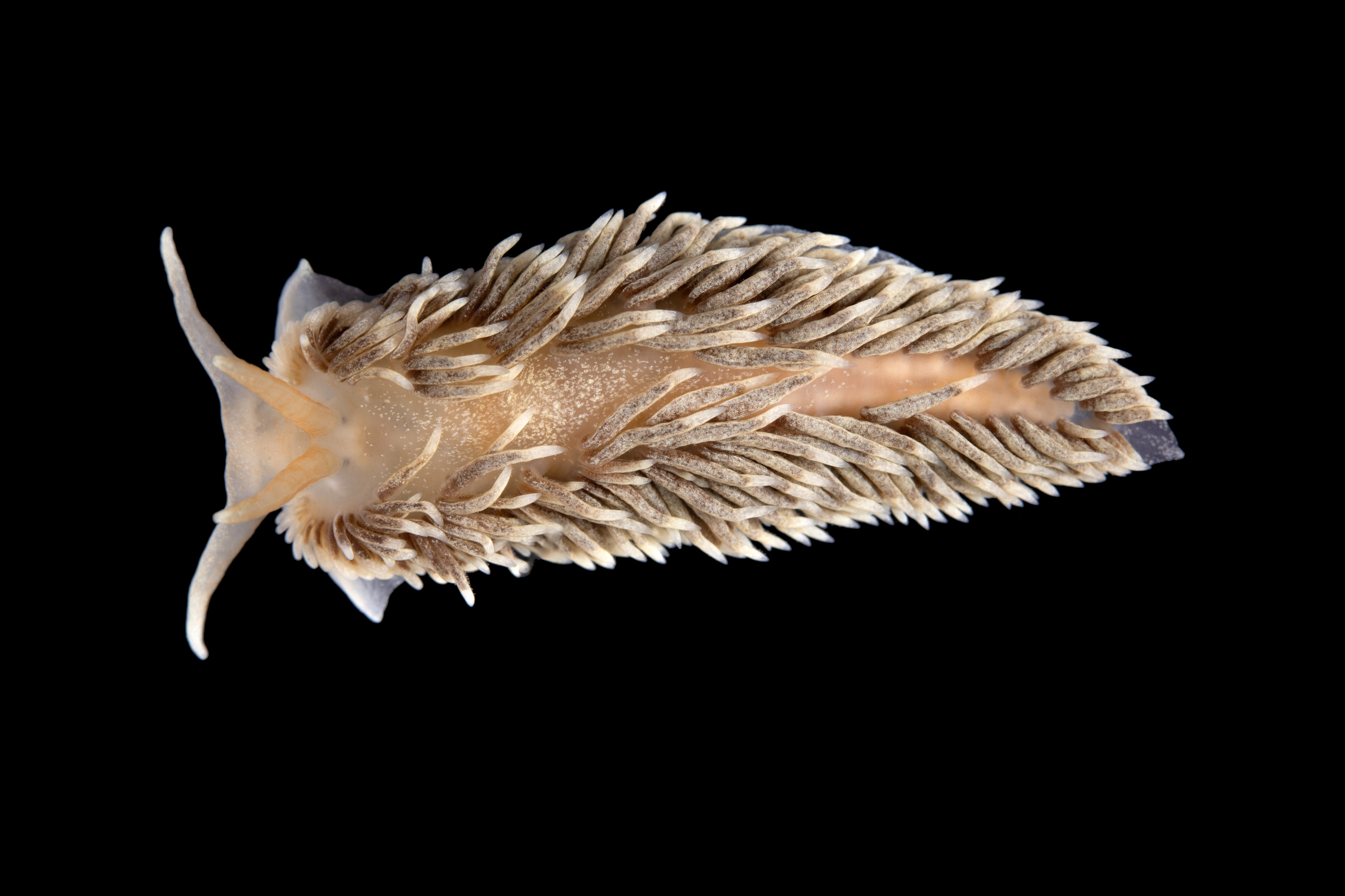 Bløtdyr: Aeolidiella glauca.