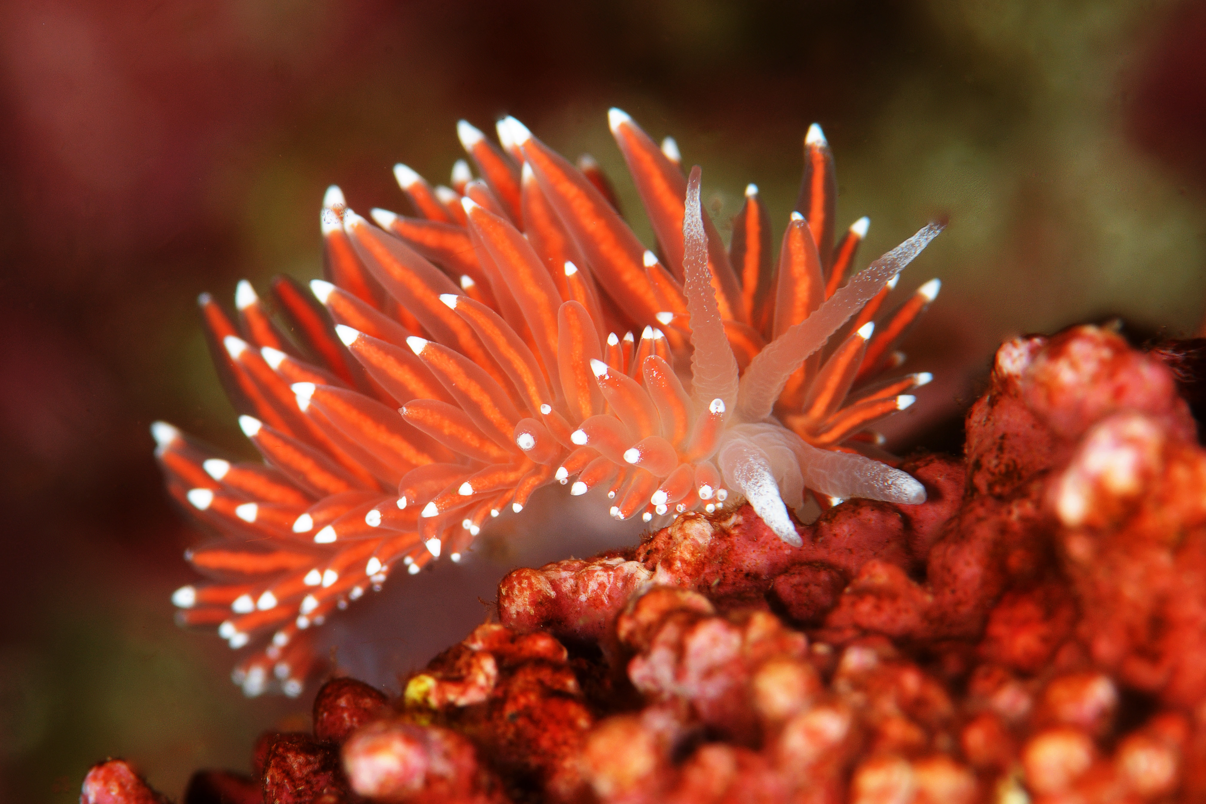 Nakensnegler: Coryphella nobilis.