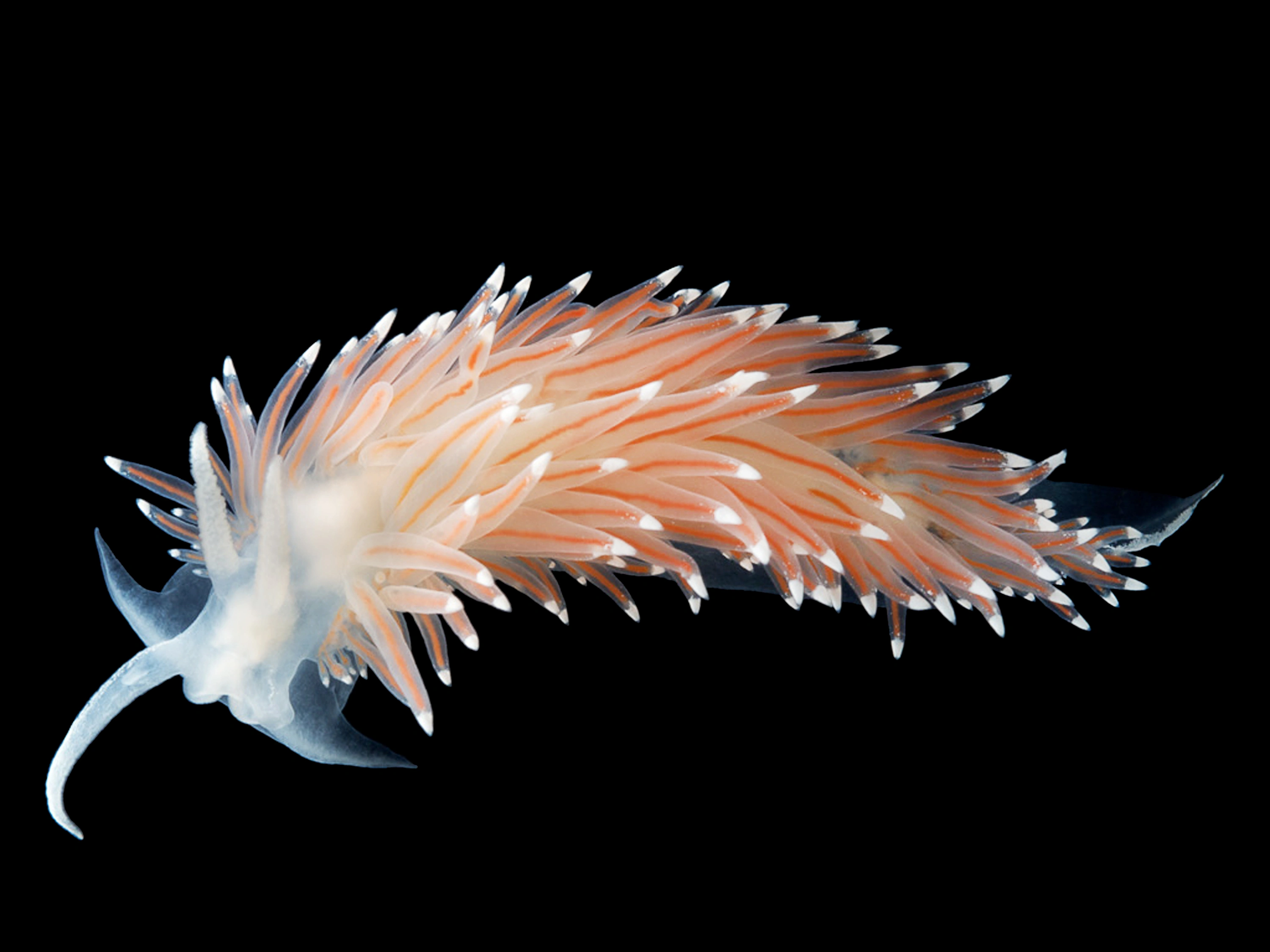 Nakensnegler: Coryphella nobilis.