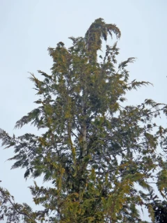 lawsonsypress-slekta