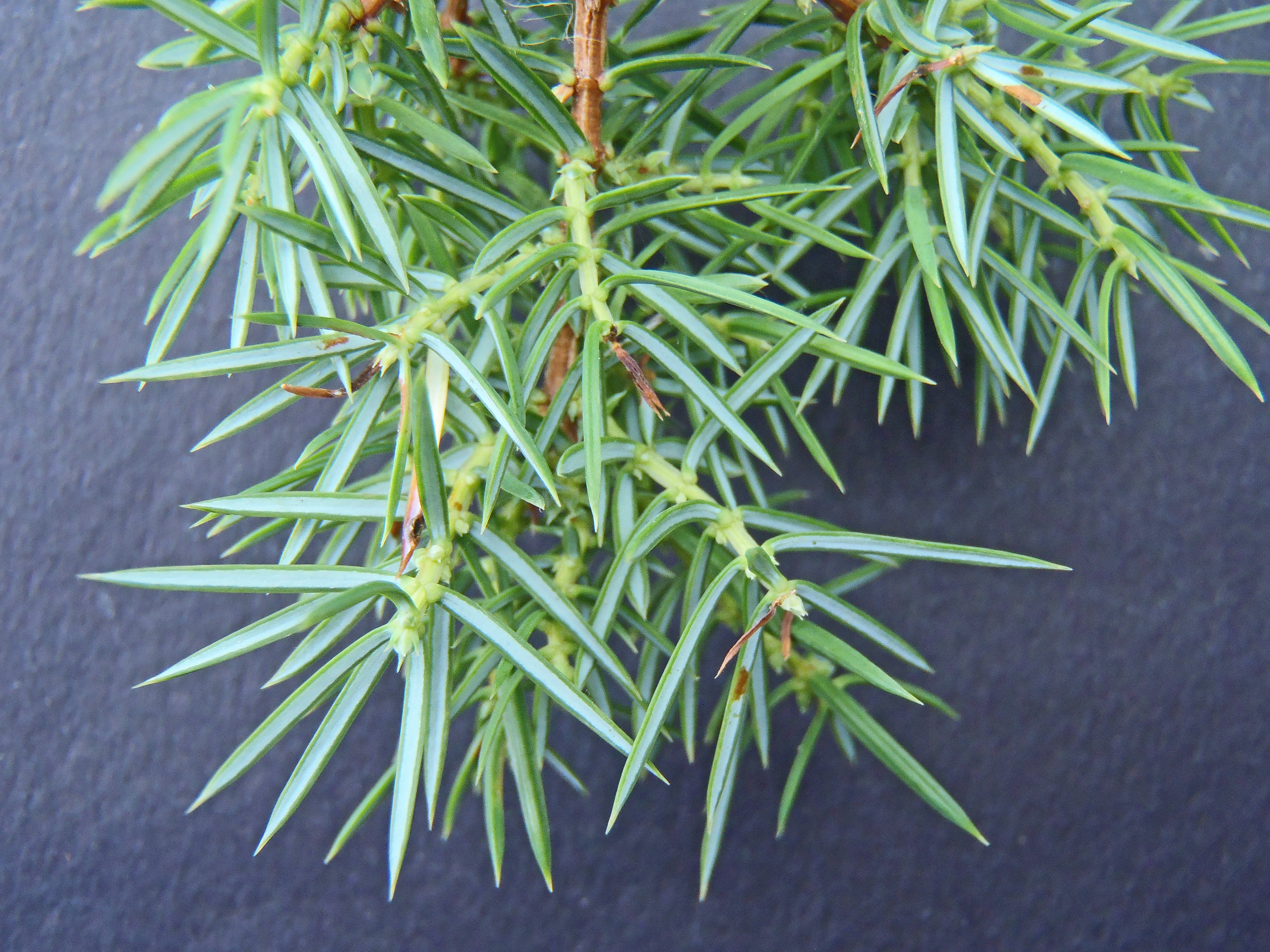 Nakenfrøete planter: Juniperus communis communis.