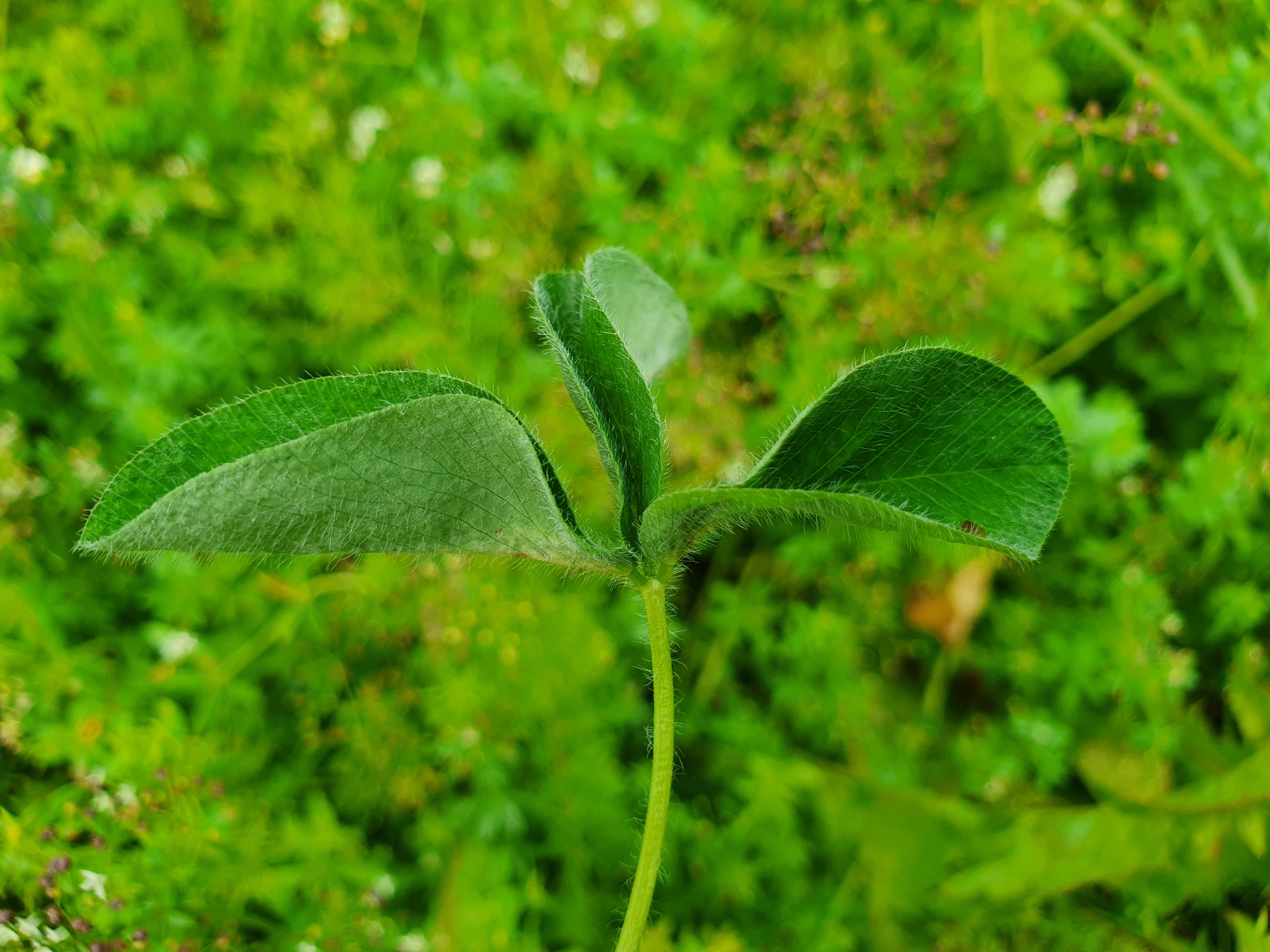 Gallmygg: Tricholaba trifolii.