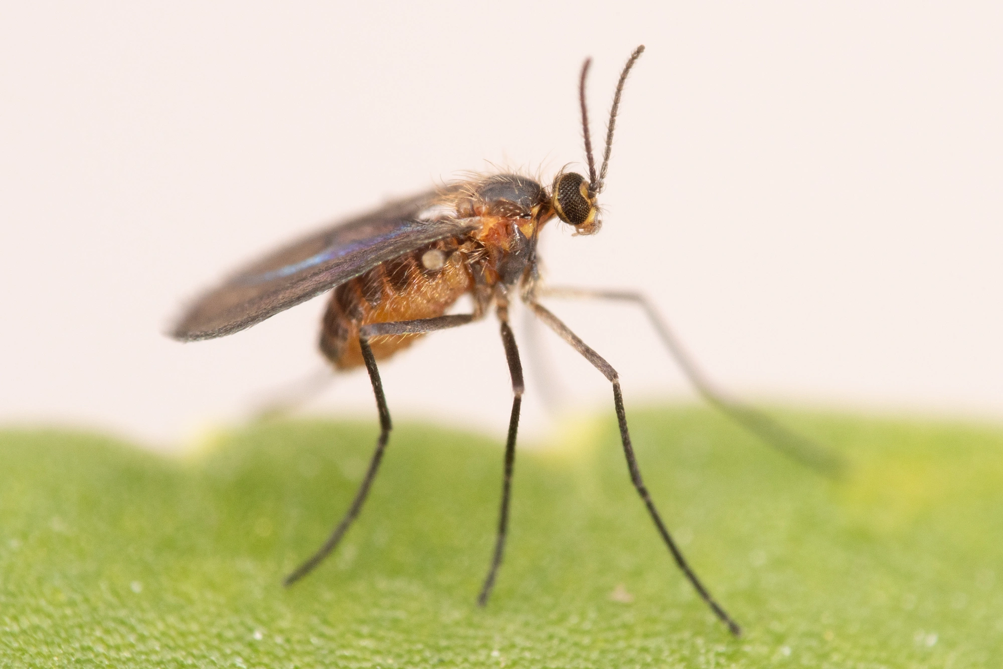 Gallmygg: Schizomyia galiorum.