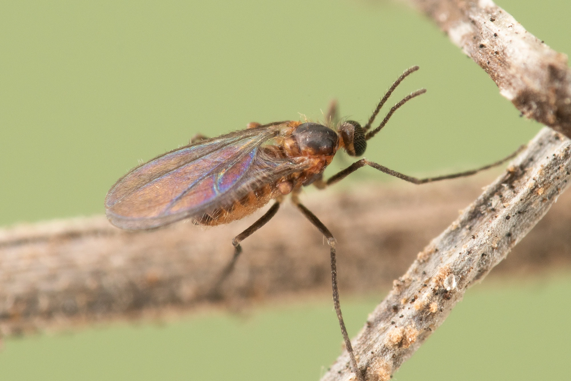 Gallmygg: Schizomyia galiorum.