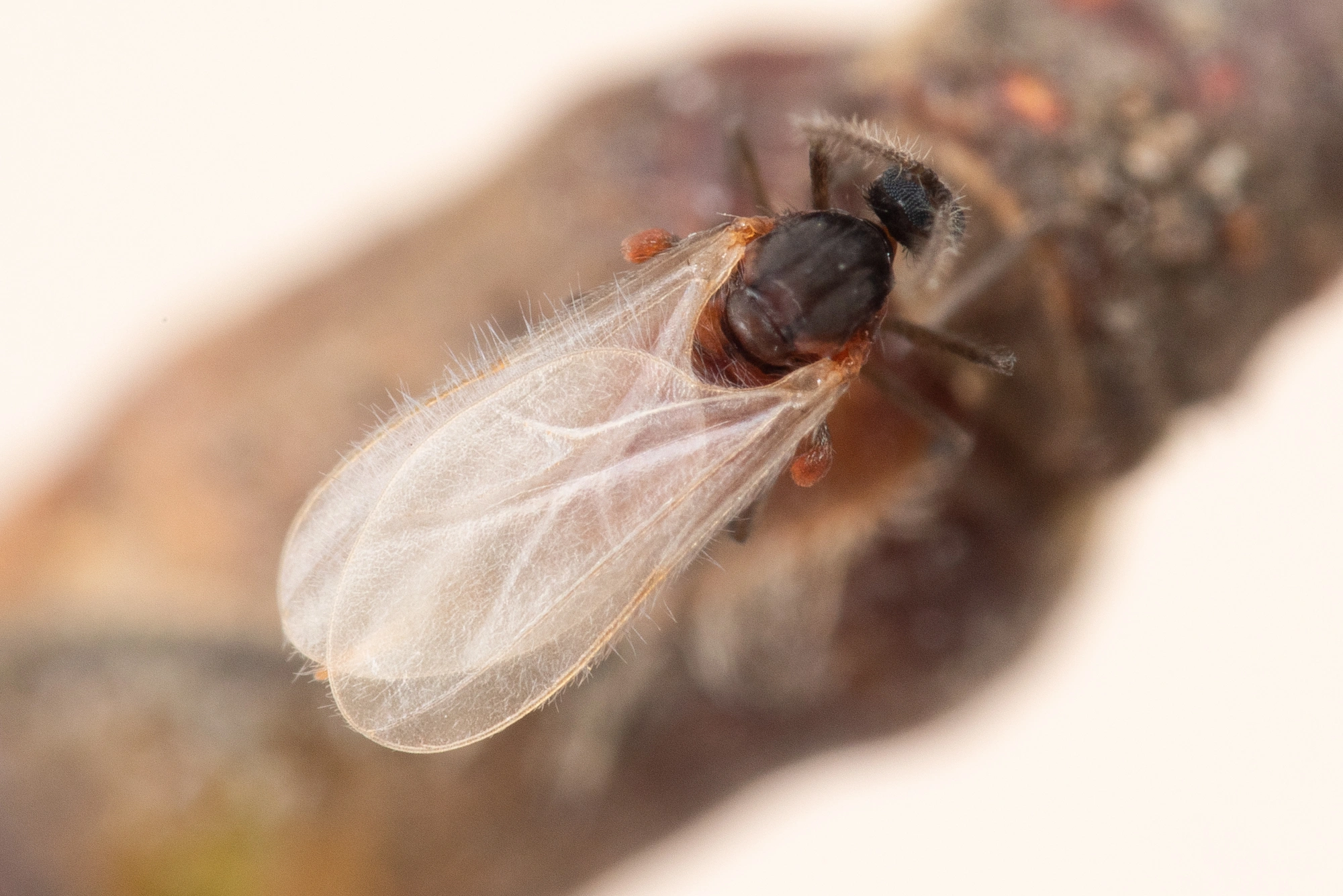 Gallmygg: Semudobia skuhravae.