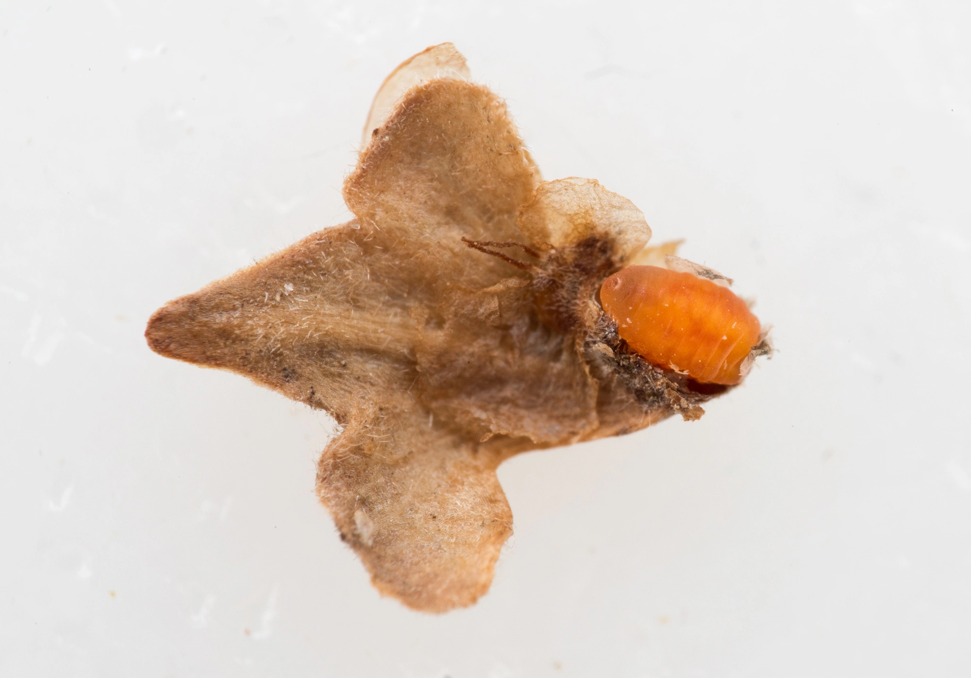 Gallmygg: Semudobia skuhravae.