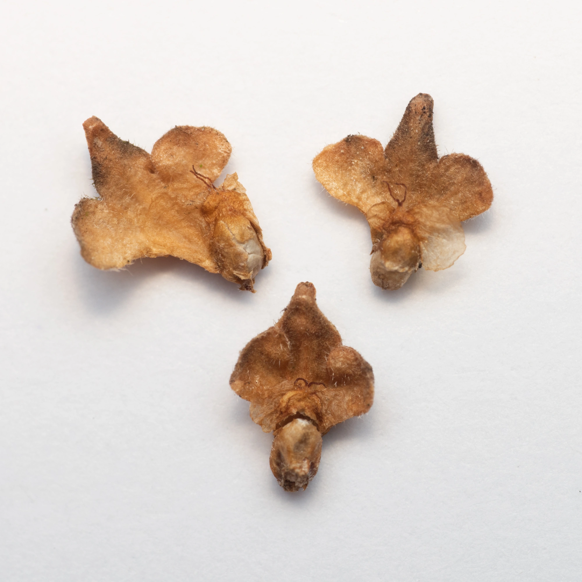 Gallmygg: Semudobia skuhravae.