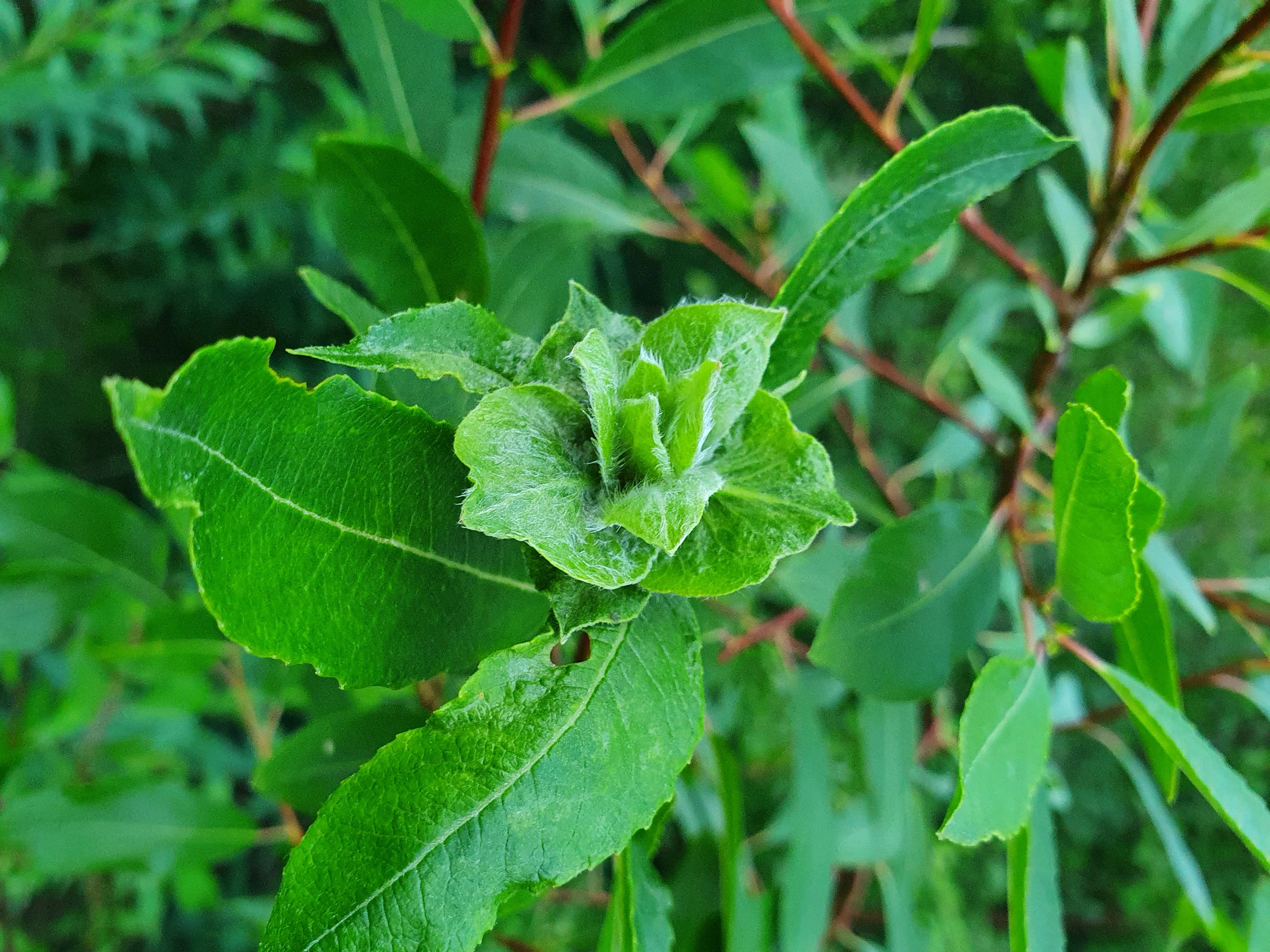 Tovinger: Rabdophaga rosaria.