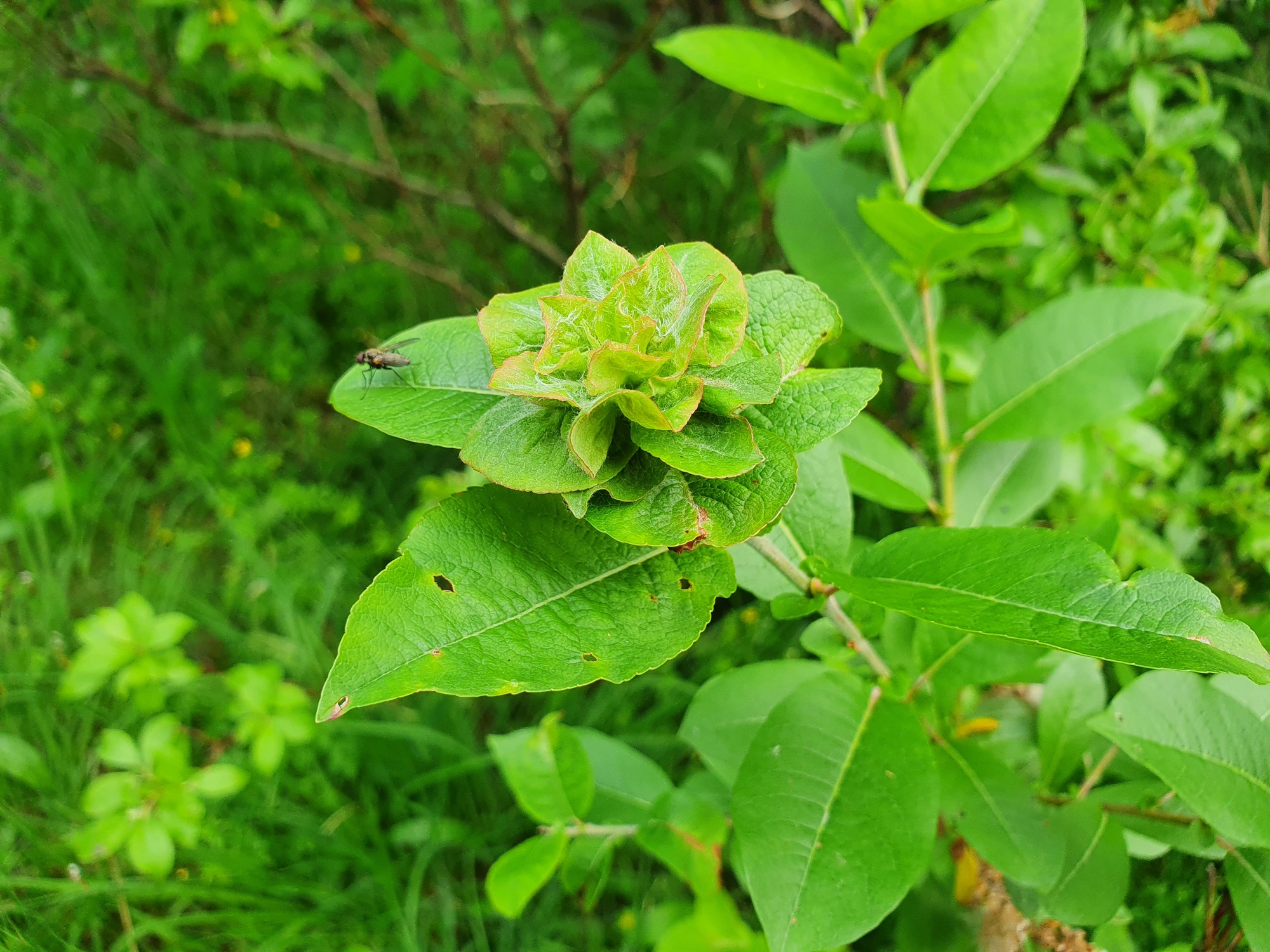 Tovinger: Rabdophaga rosaria.