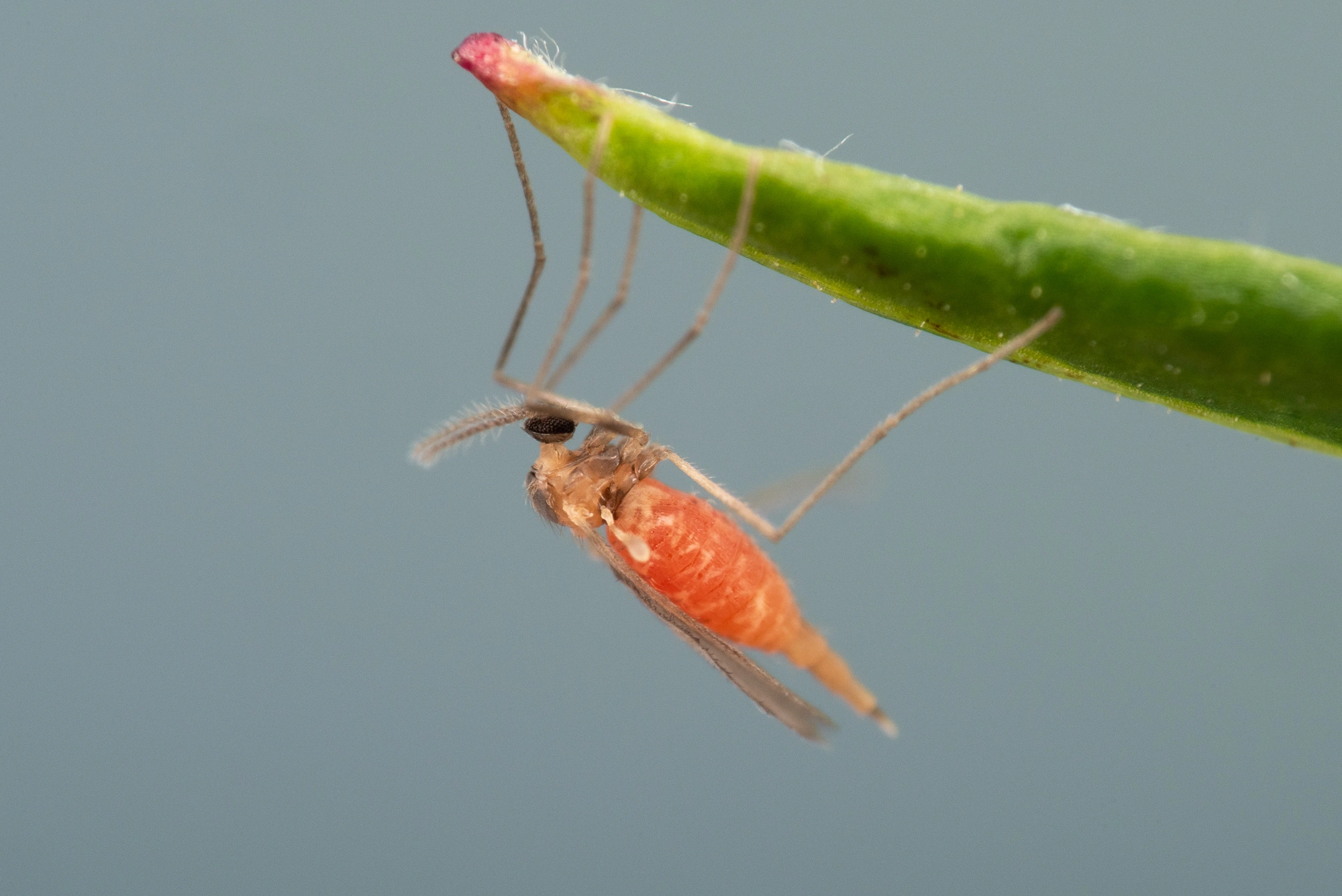 Gallmygg: Rhopalomyia foliorum.