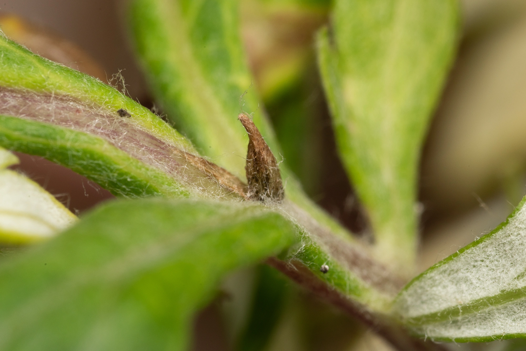 Gallmygg: Rhopalomyia foliorum.