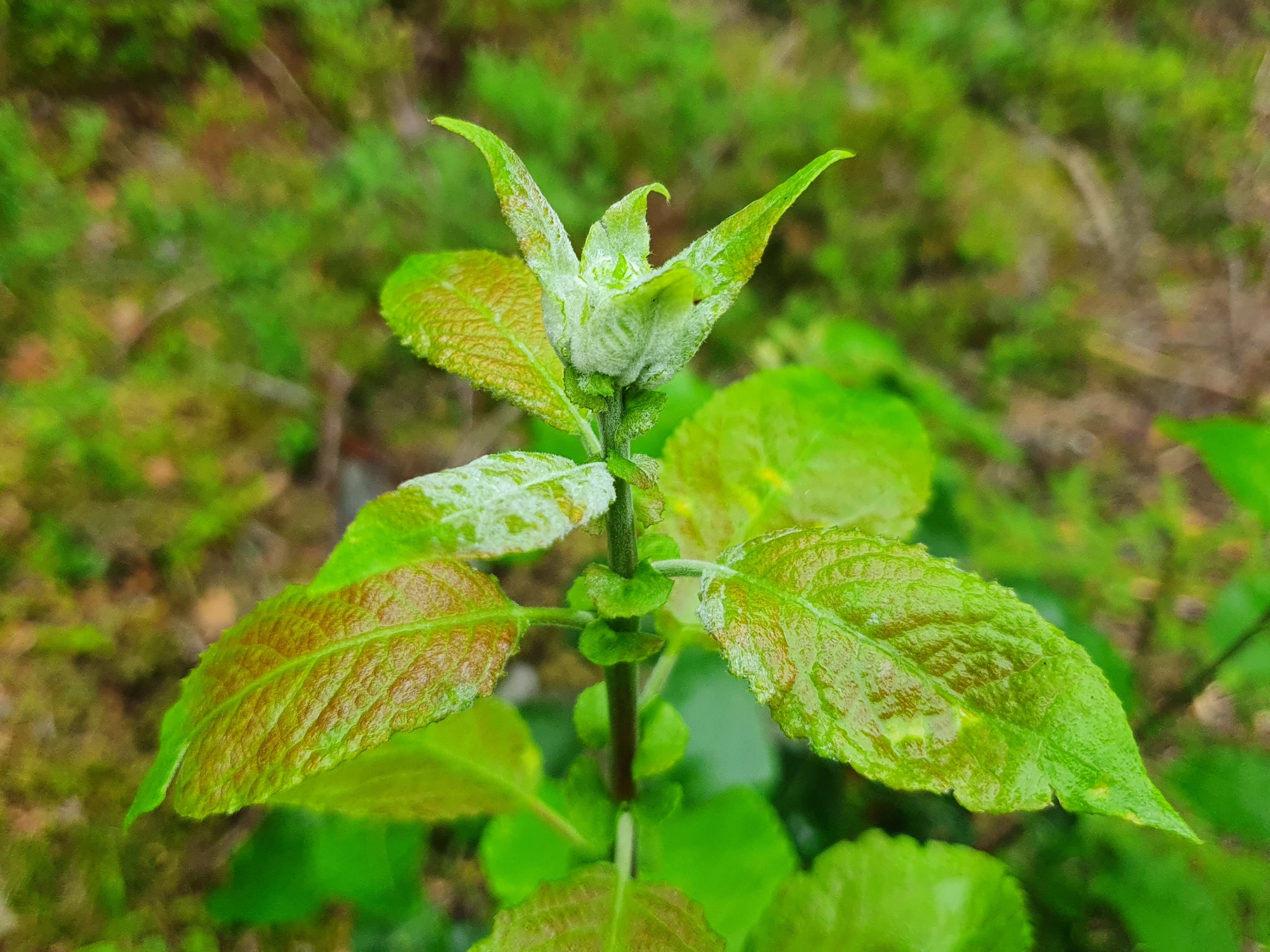 Gallmygg: Rabdophaga iteobia.