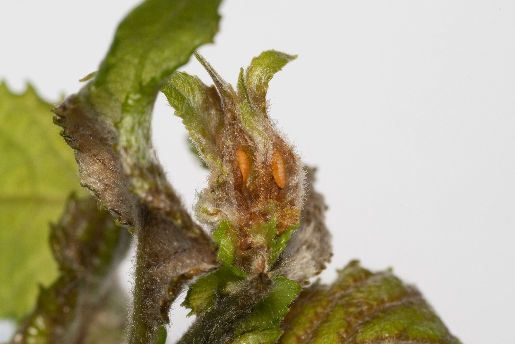Gallmygg: Rabdophaga iteobia.