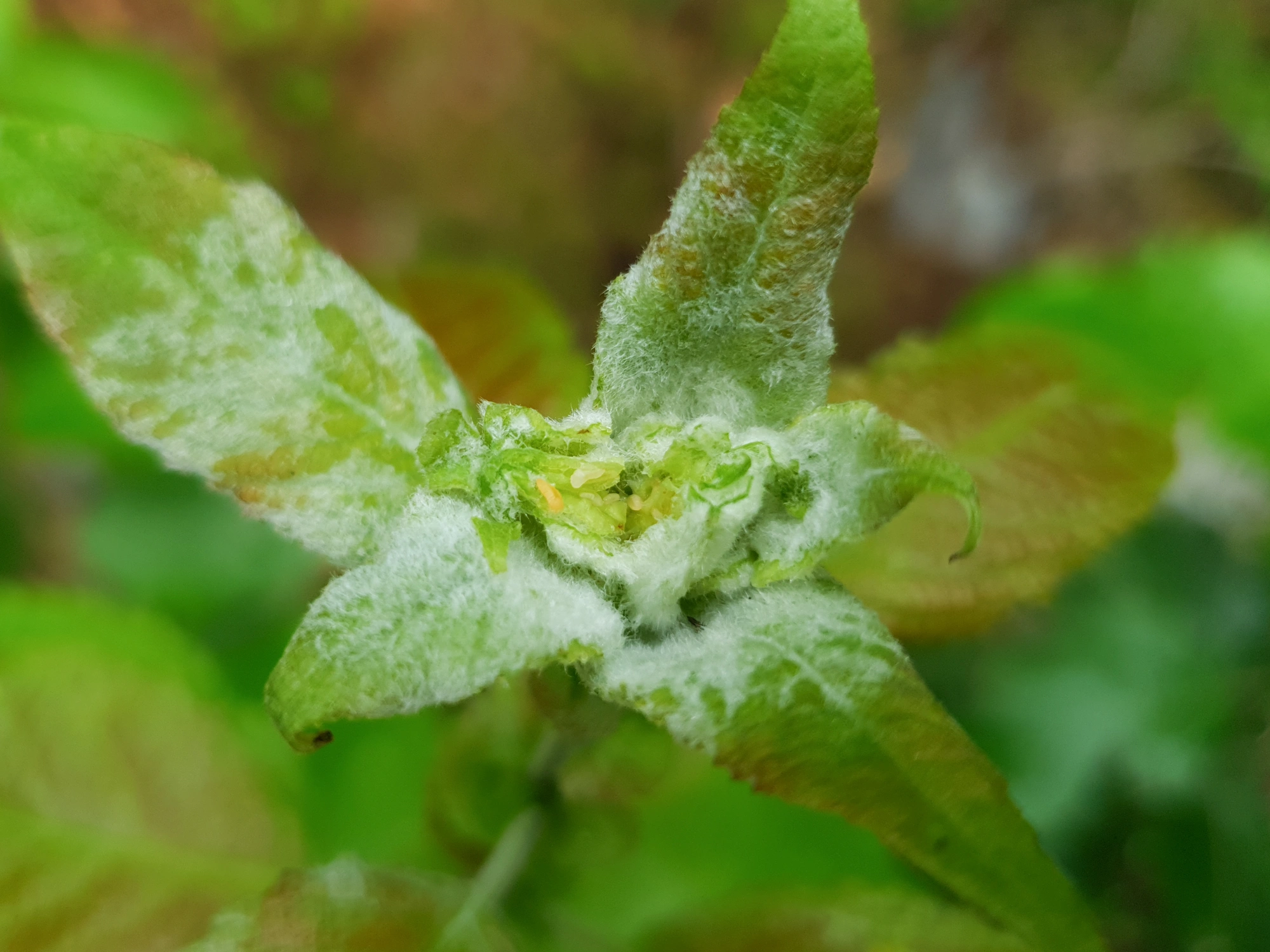 Gallmygg: Rabdophaga iteobia.