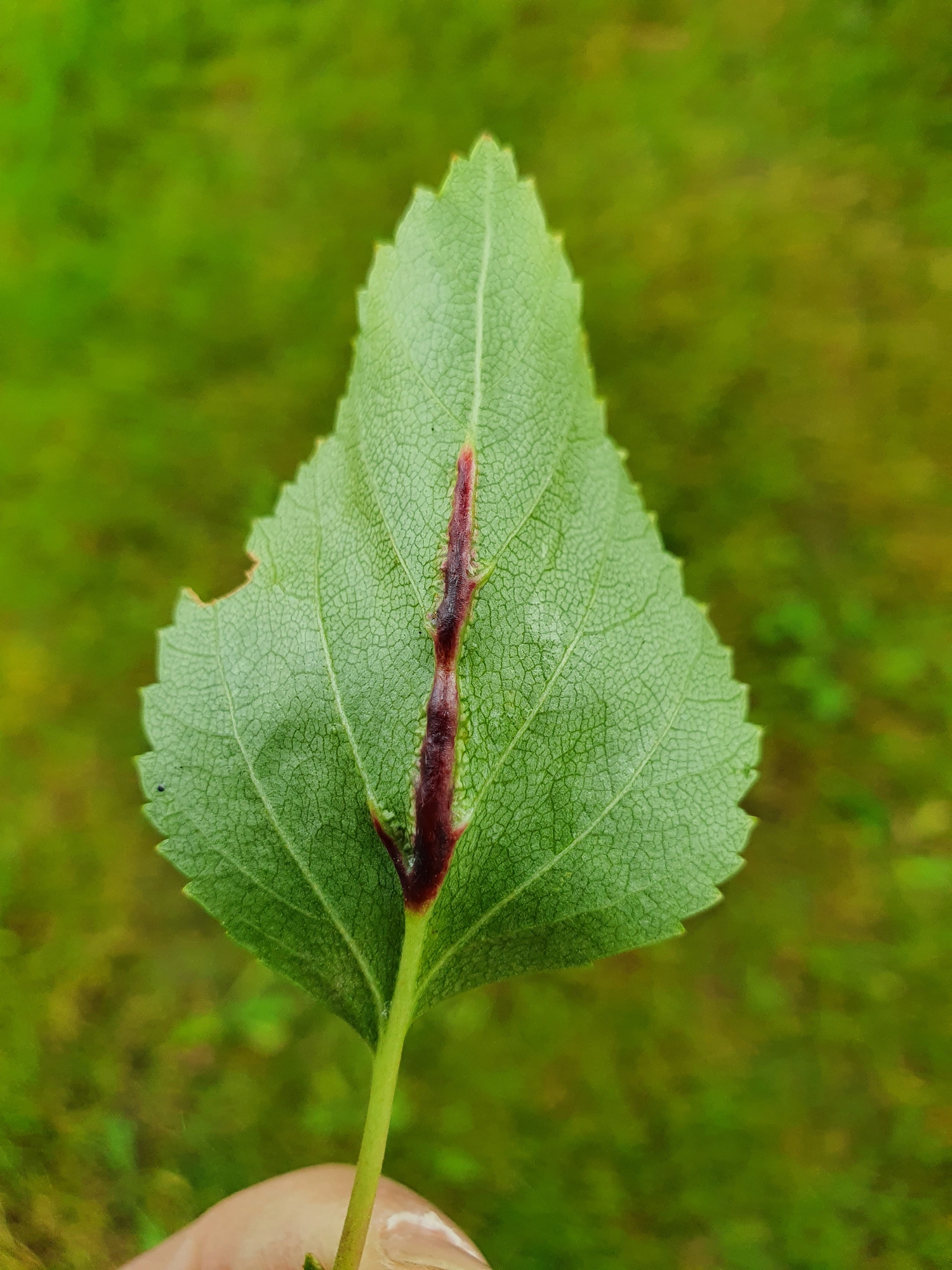 Gallmygg: Massalongia rubra.