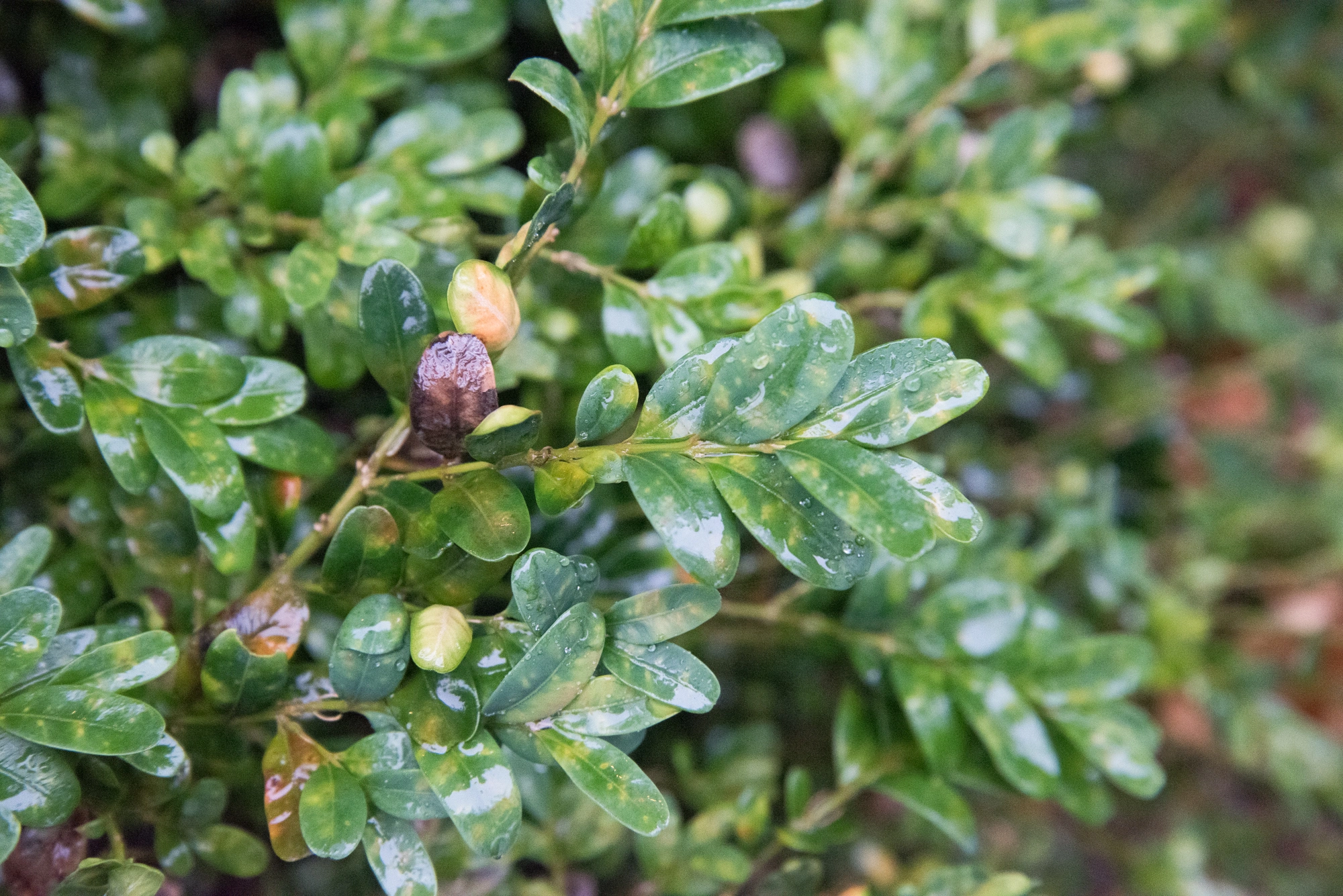 Gallmygg: Monarthropalpus flavus.