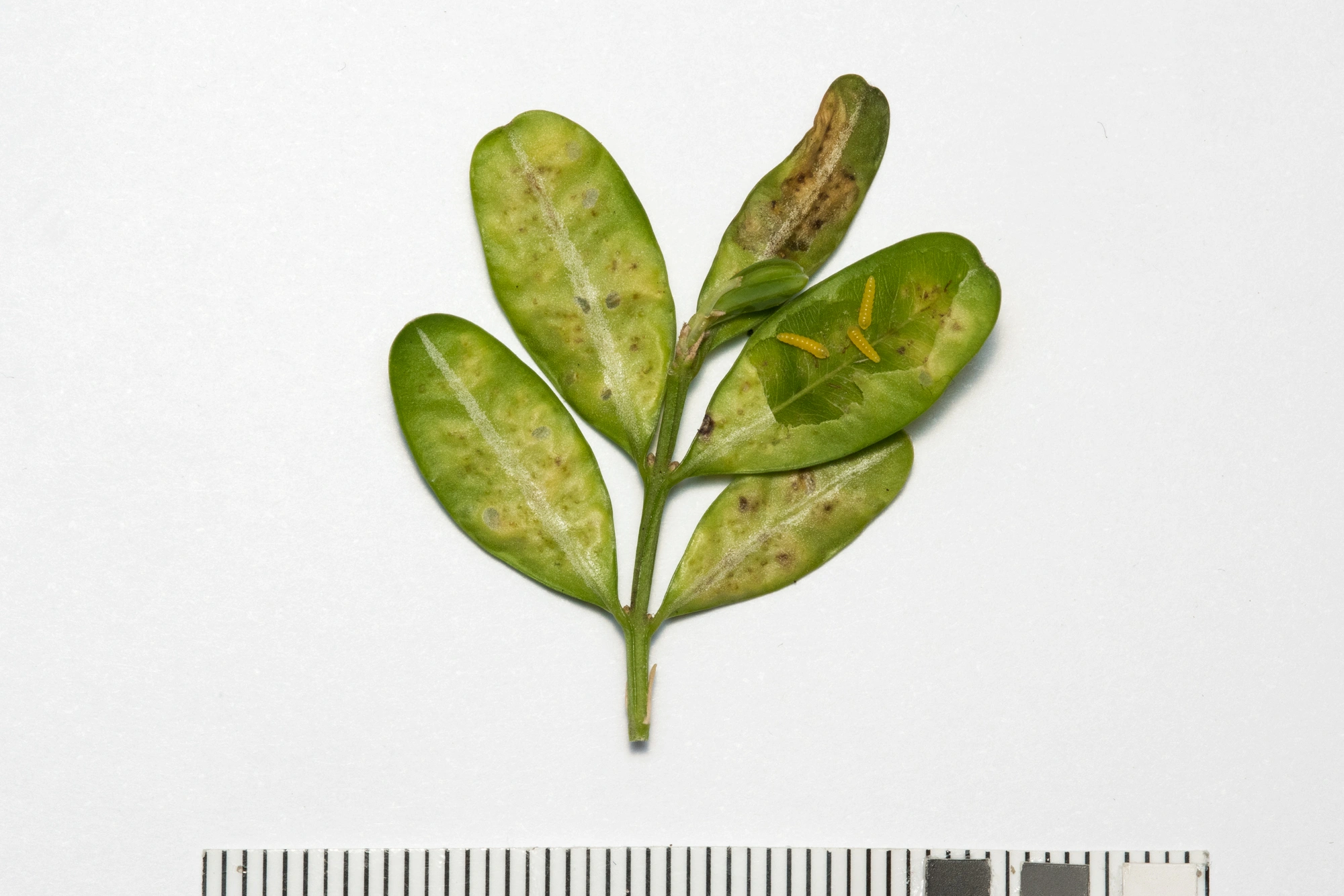 Gallmygg: Monarthropalpus flavus.