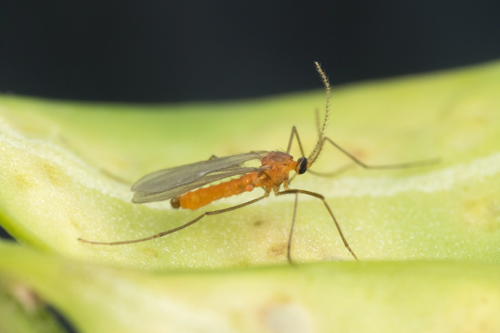 Tovinger: Monarthropalpus flavus.