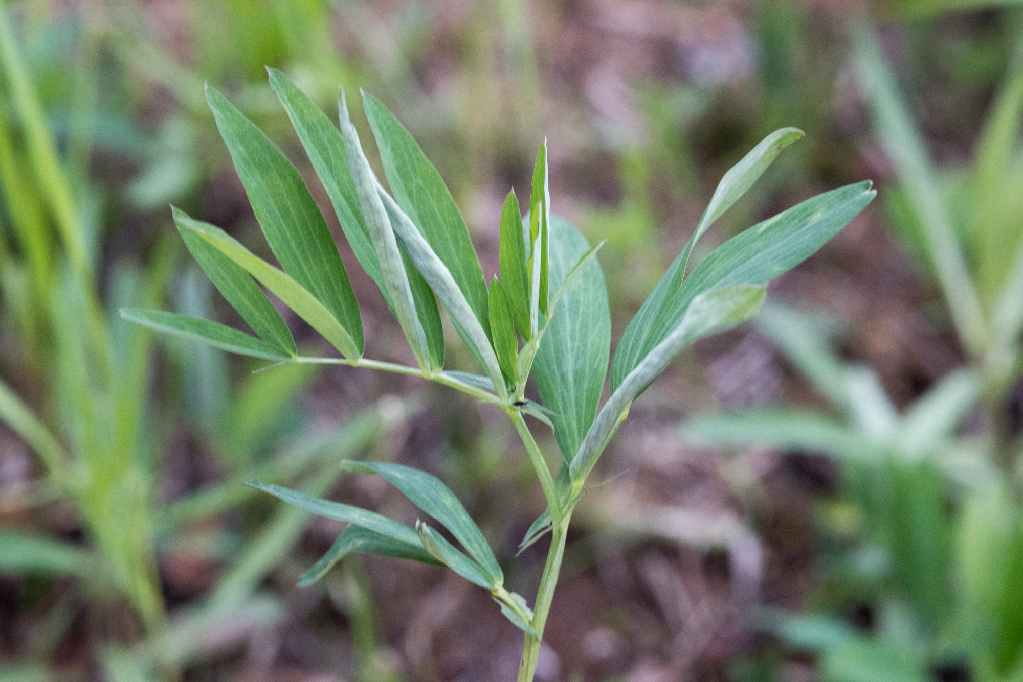 Gallmygg: Lathyromyza schlechtendali.