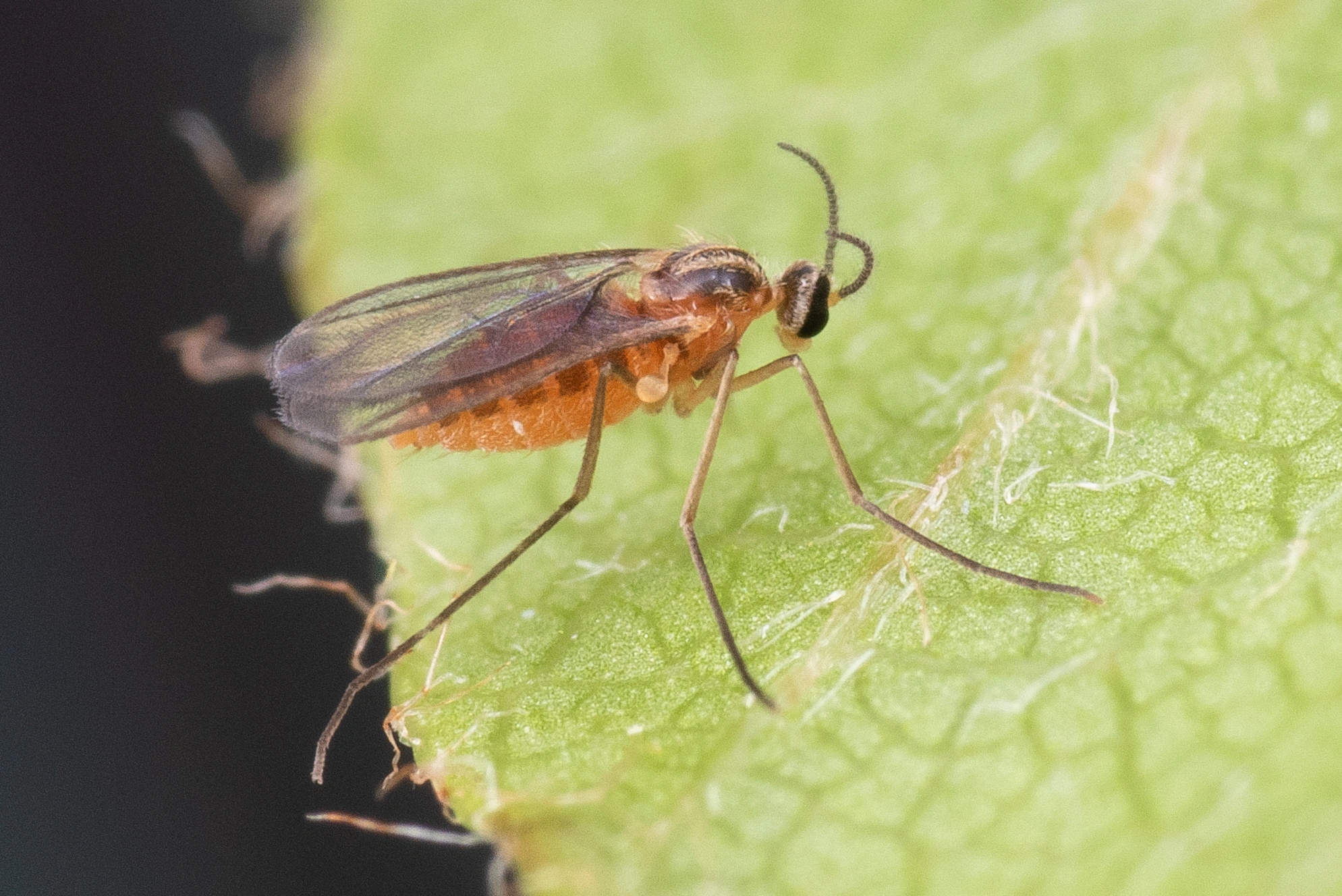 Gallmygg: Macrolabis fagicola.